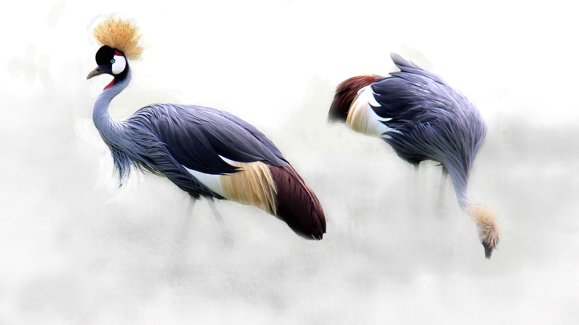 animal, grey crowned crane, bird, birds