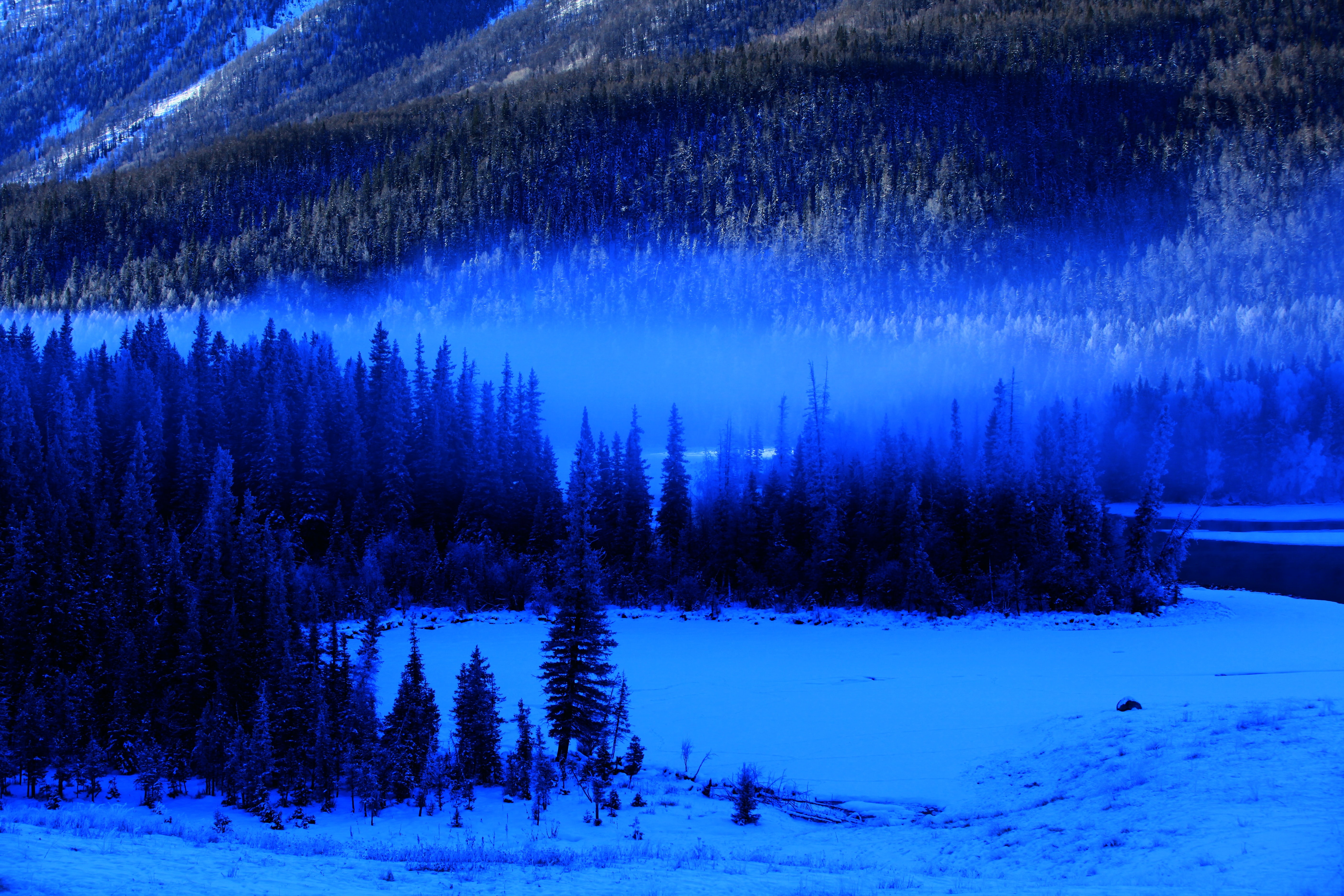 PCデスクトップに自然, 木, スプルース, モミ, 森林, 森, 霧, 雪画像を無料でダウンロード