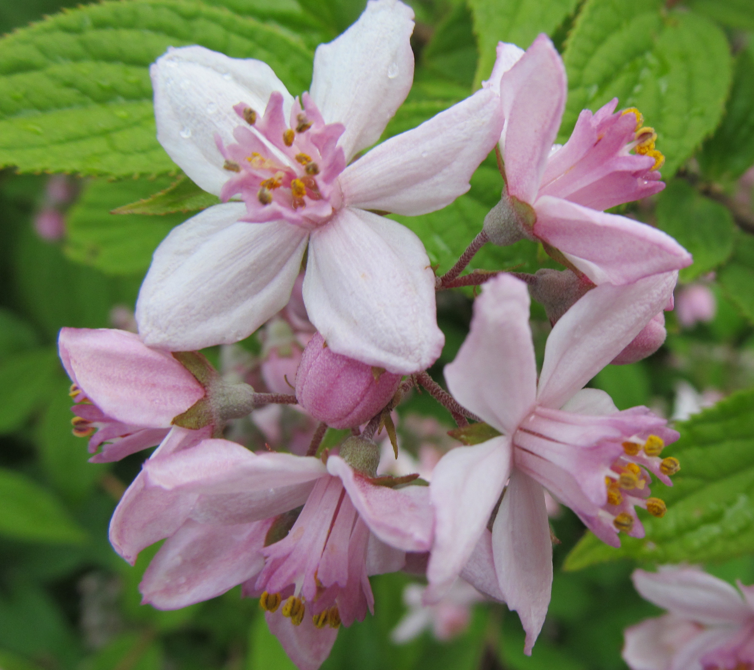 Téléchargez gratuitement l'image Fleurs, Fleur, Terre/nature sur le bureau de votre PC