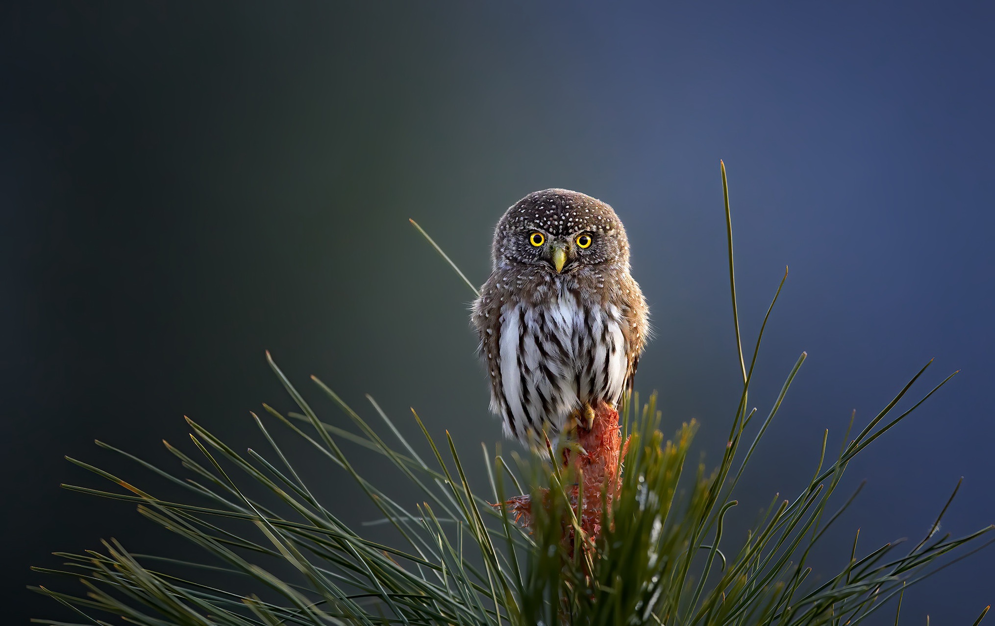 Descarga gratuita de fondo de pantalla para móvil de Animales, Búho, Aves, Ave.