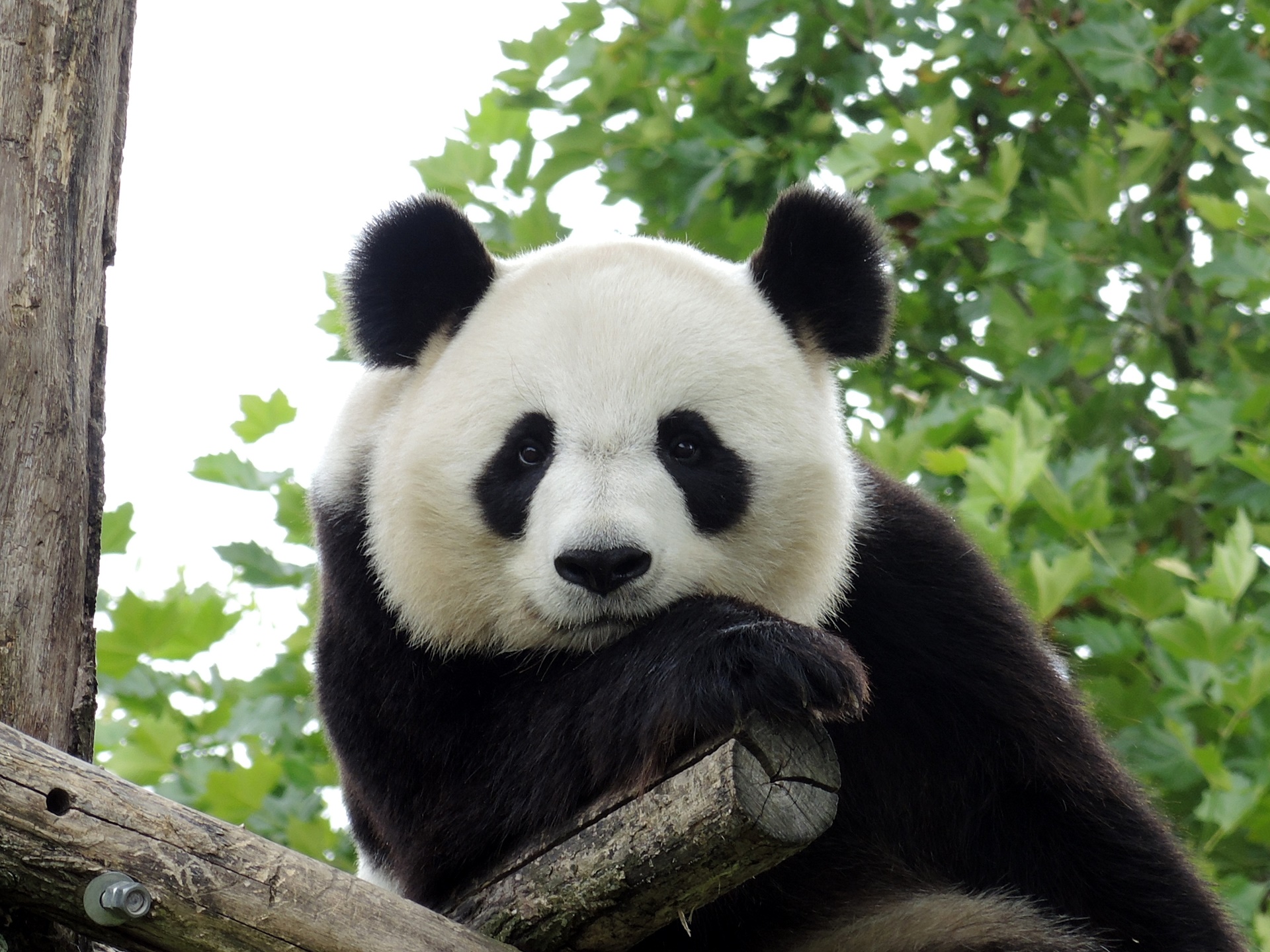 Téléchargez gratuitement l'image Animaux, Panda sur le bureau de votre PC