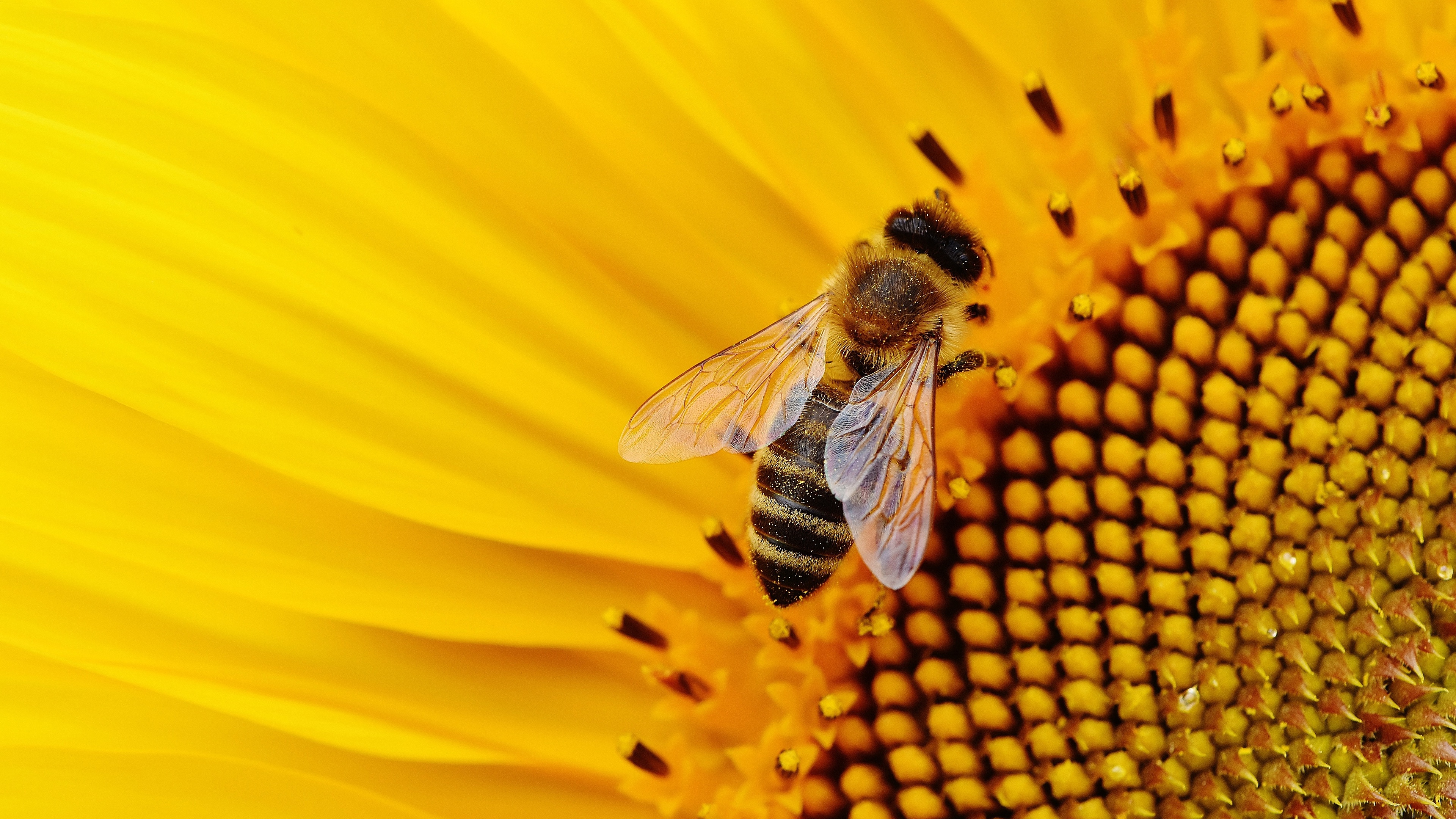 Handy-Wallpaper Tiere, Insekten, Blume, Insekt, Biene, Sonnenblume kostenlos herunterladen.