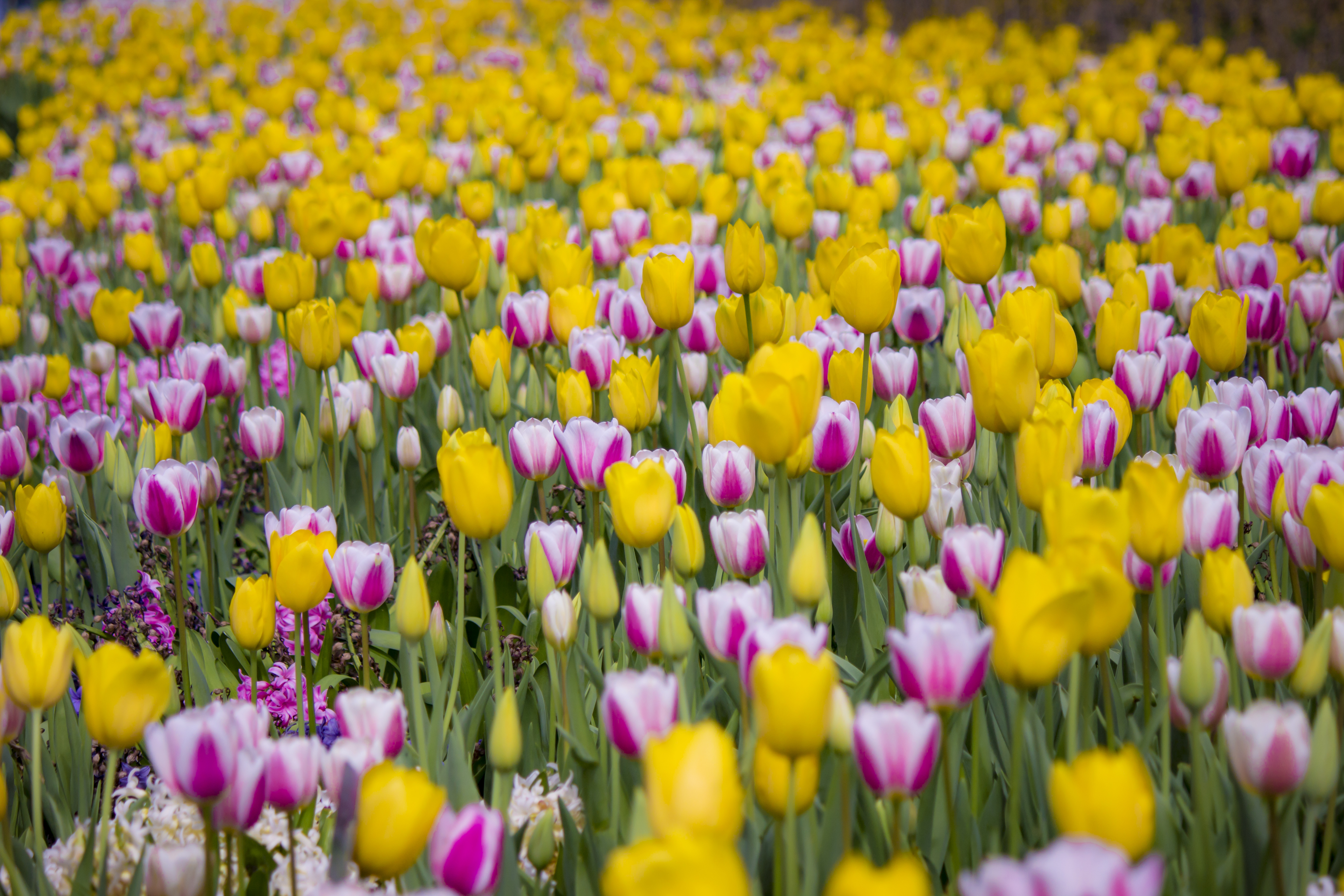 PCデスクトップにフラワーズ, 咲く, 開花, フィールド, 畑, チューリップ画像を無料でダウンロード