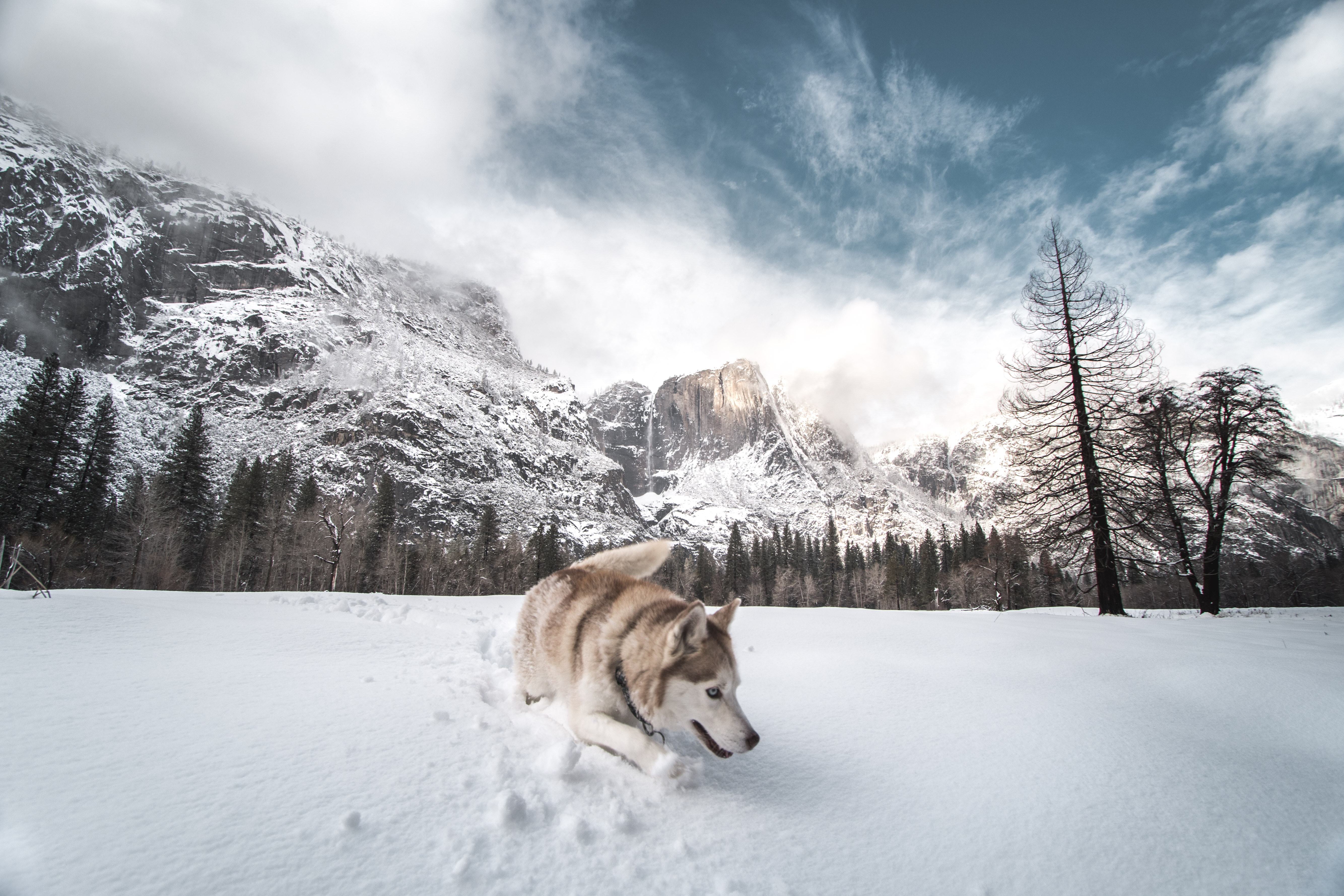 無料モバイル壁紙動物, 雪, 犬, シベリアンハスキーをダウンロードします。