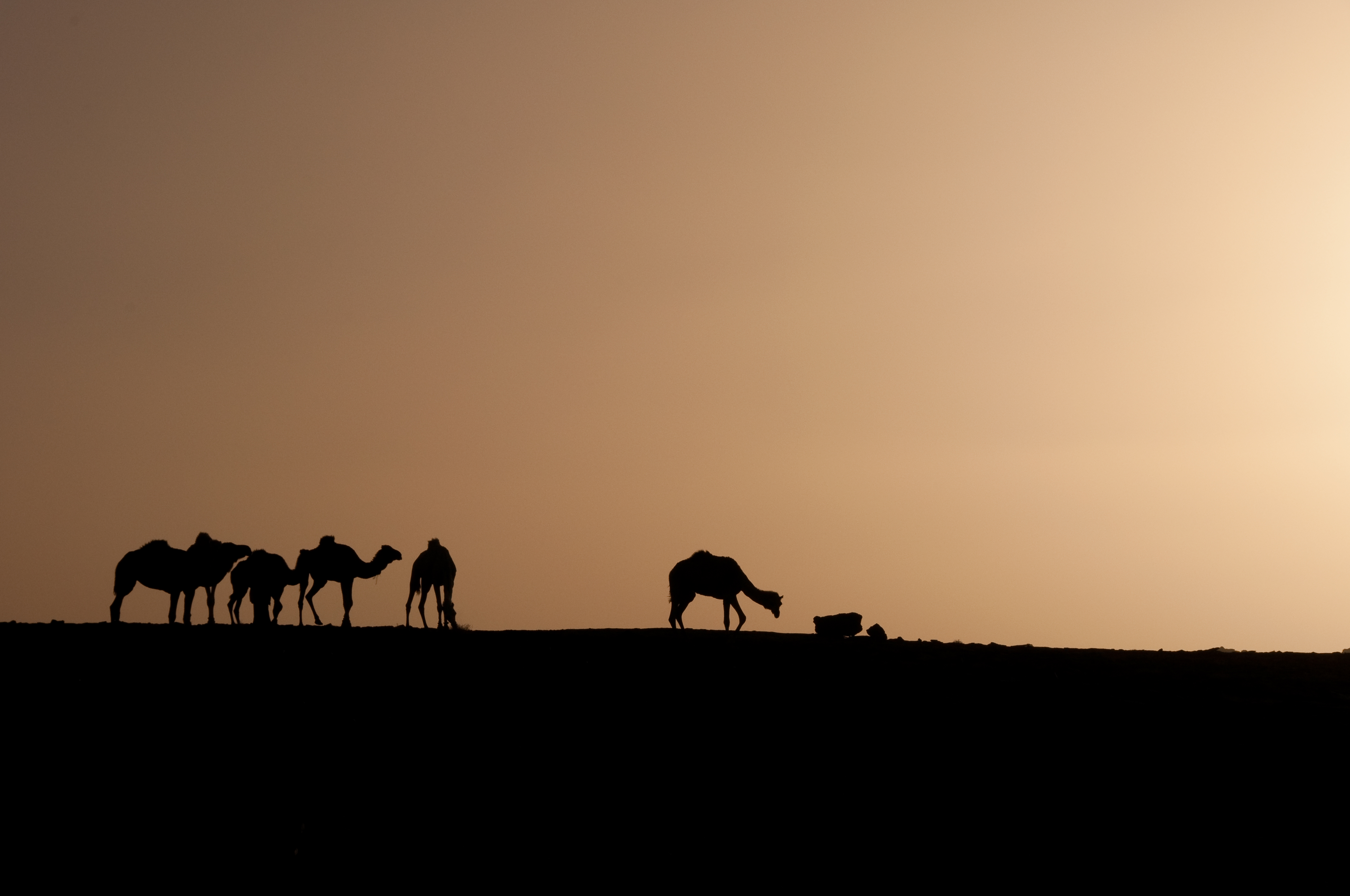 812639 скачать обои алжир, сахара, африка, фотографии, караван, верблюды, пустыня, песок, силуэт, восход солнца - заставки и картинки бесплатно