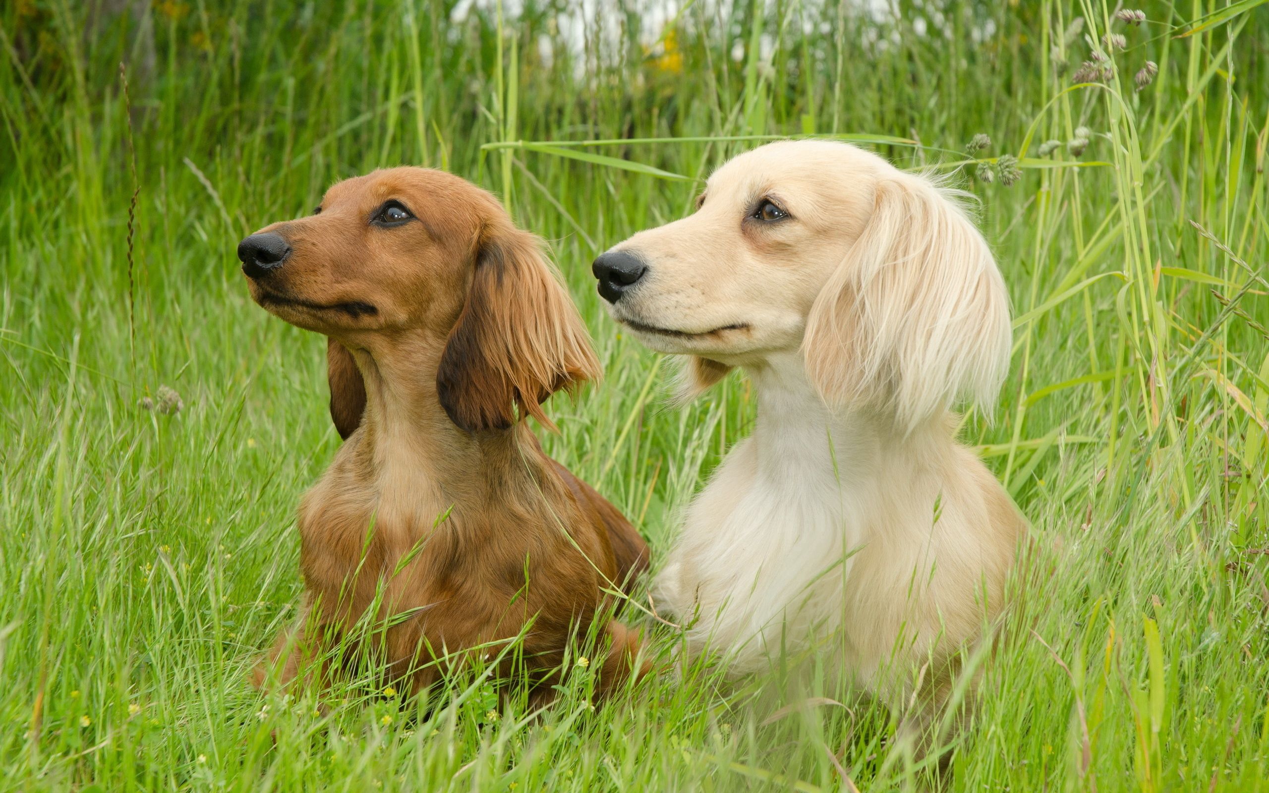 dachshund, animals, dogs, grass, fluffy, couple, pair, stroll HD wallpaper