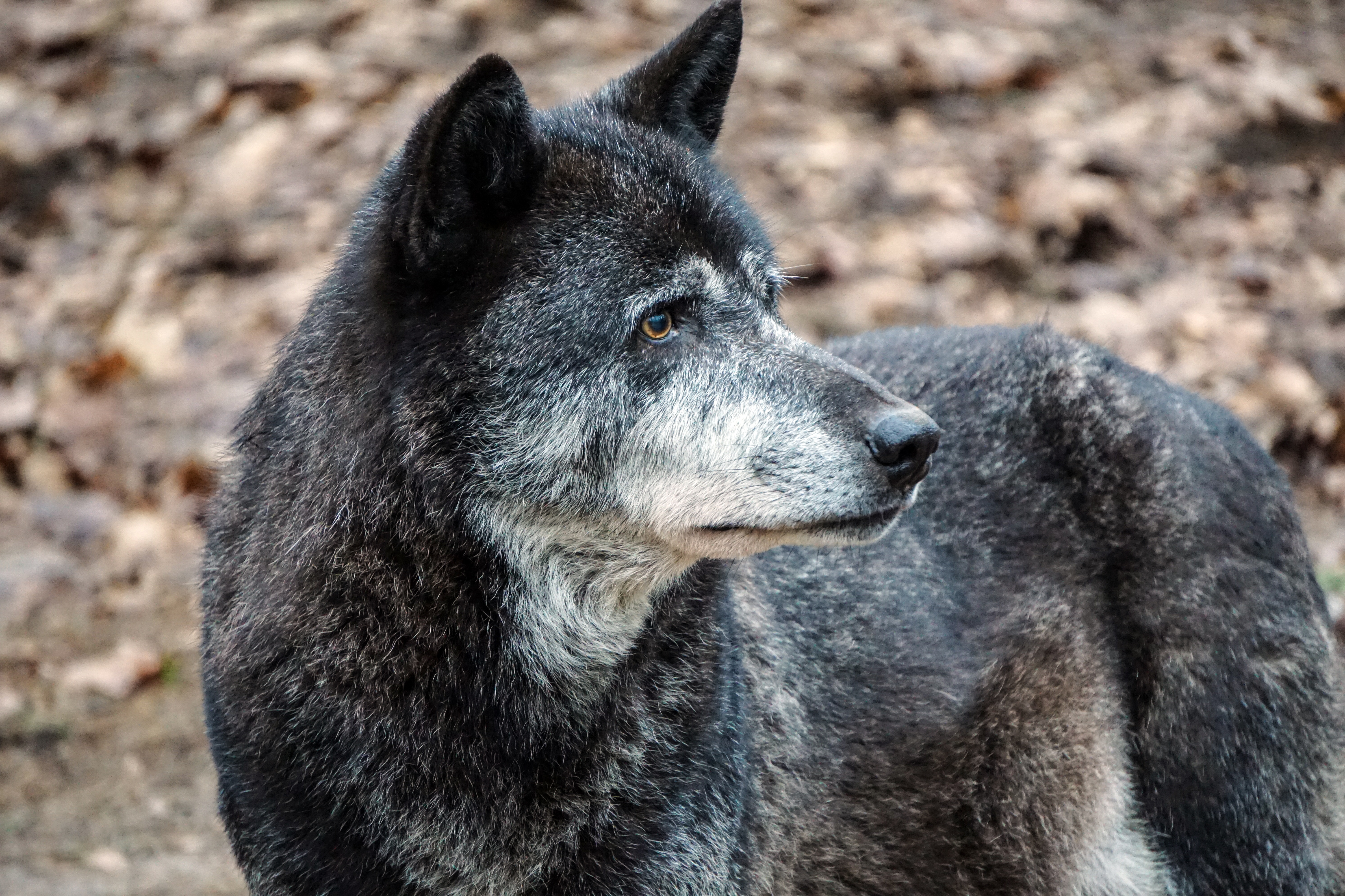 Baixar papel de parede para celular de Animais, Predador, Focinho, Predator, Cão, Lobo gratuito.