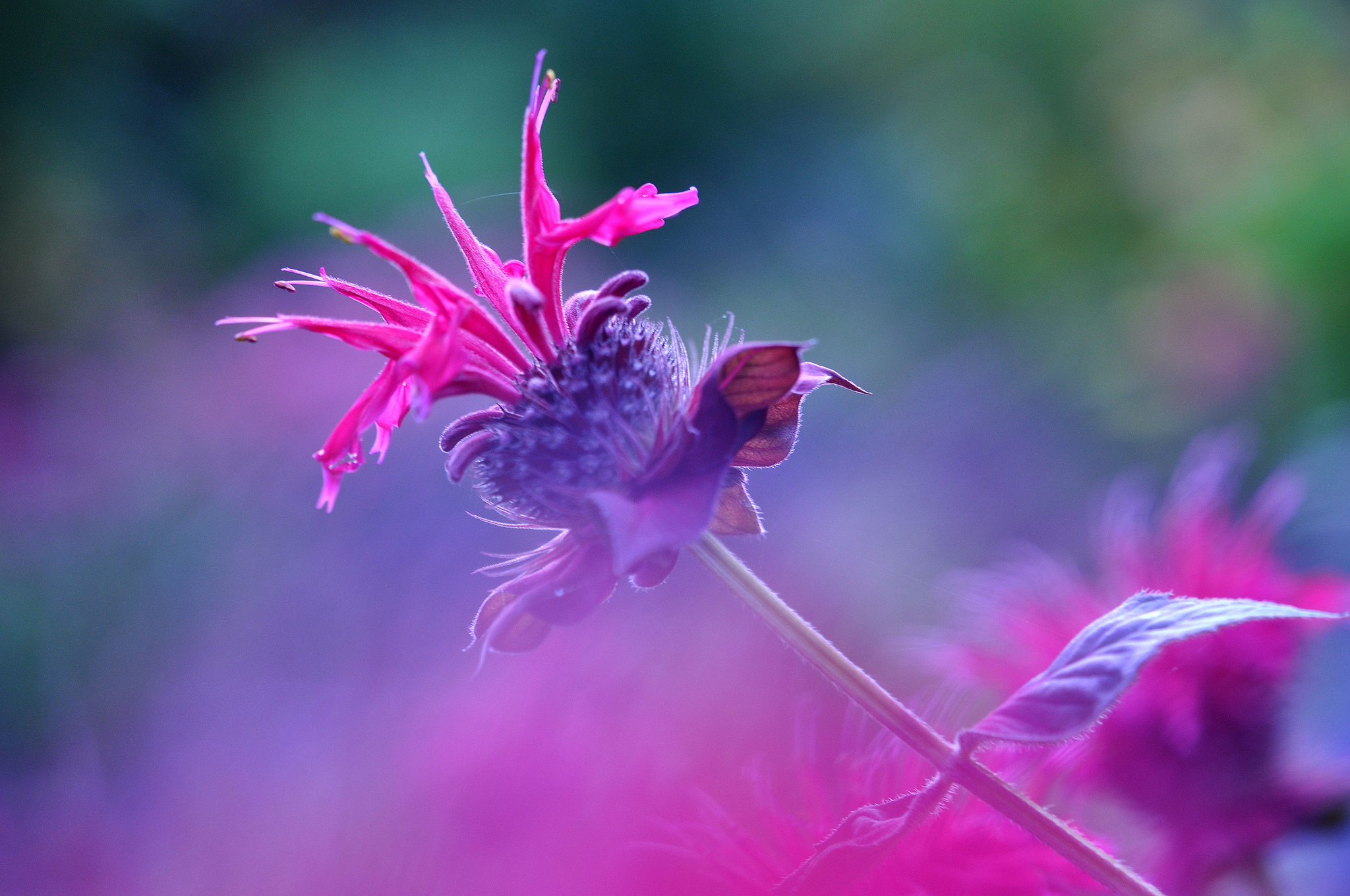 Laden Sie das Natur, Blumen, Blume, Makro, Lila Blume, Erde/natur-Bild kostenlos auf Ihren PC-Desktop herunter