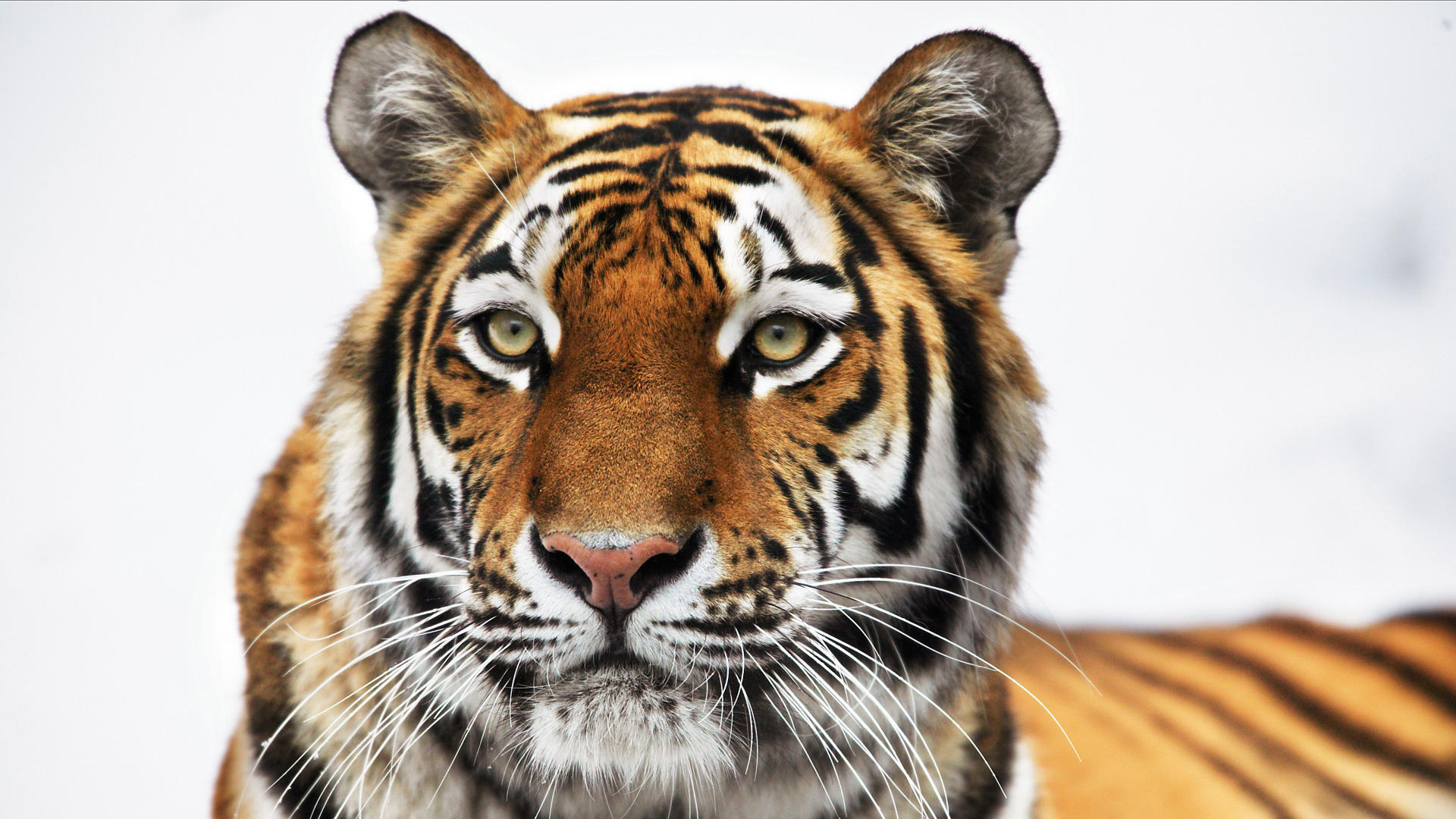 Téléchargez gratuitement l'image Animaux, Chats, Tigre sur le bureau de votre PC