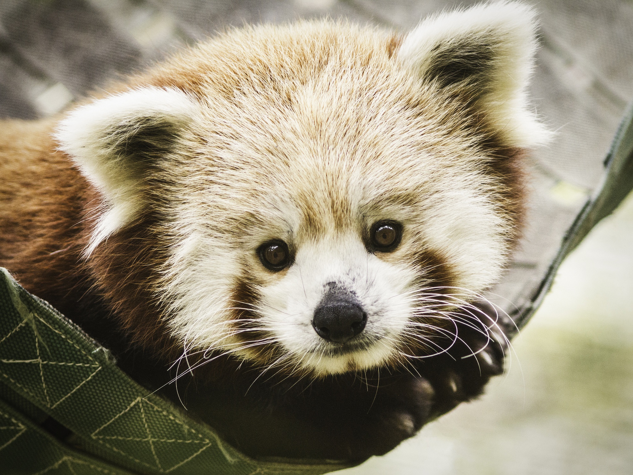 Handy-Wallpaper Tiere, Kleiner Panda, Starren kostenlos herunterladen.