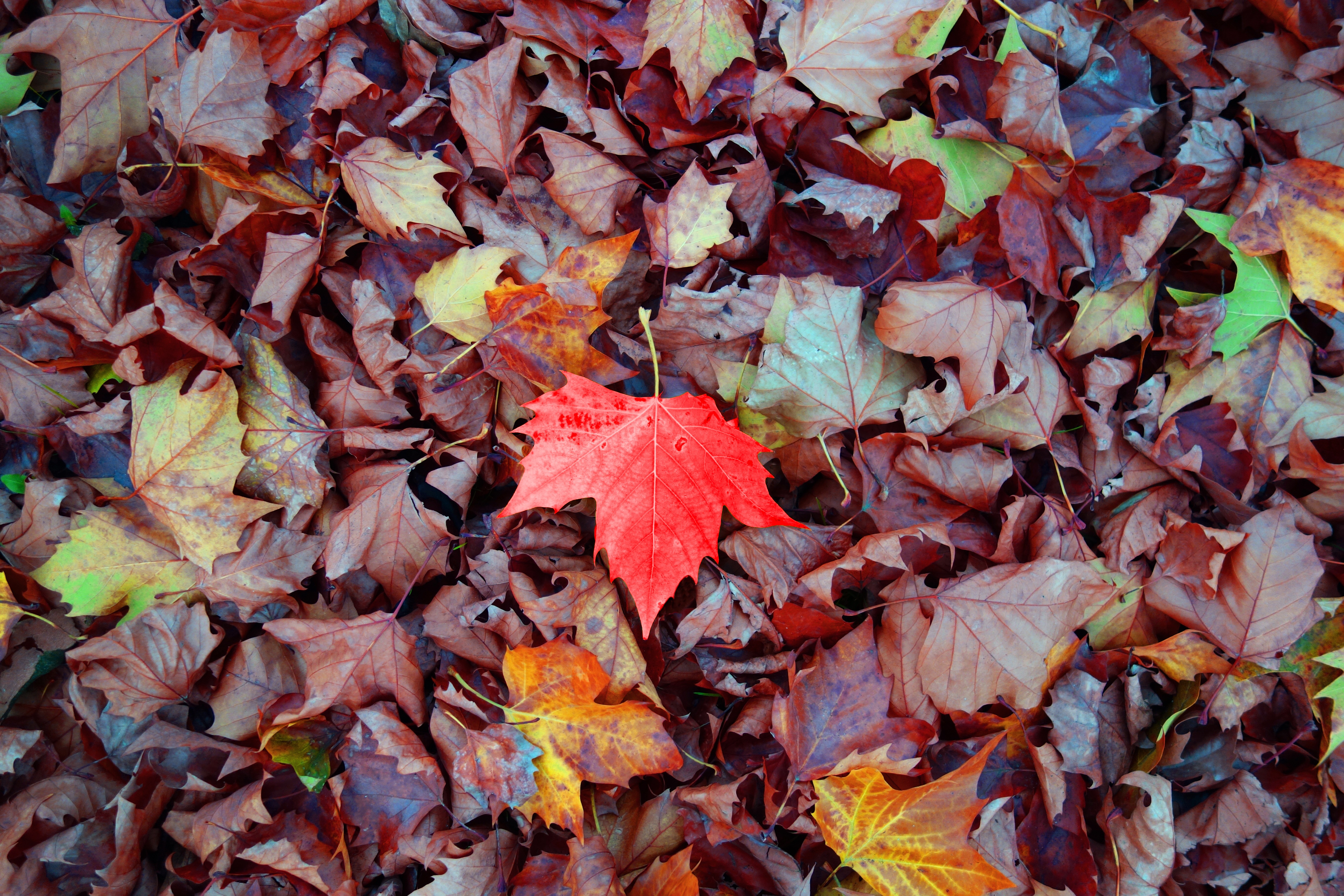 Baixe gratuitamente a imagem Natureza, Outono, Folhas, Bordo, Ácer, Caído na área de trabalho do seu PC