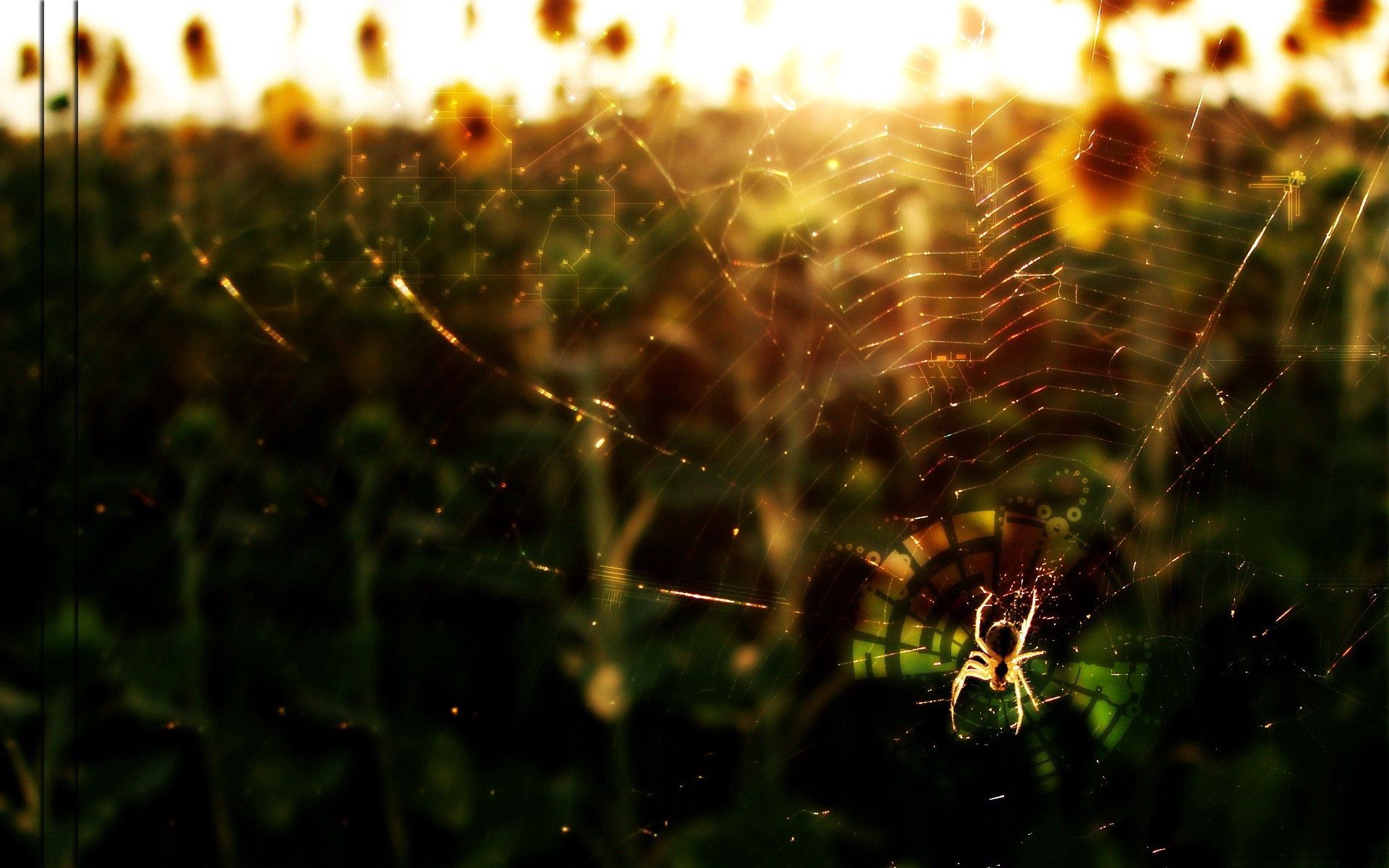Download mobile wallpaper Spider, Web, Flowers, Shine, Animals, Light for free.