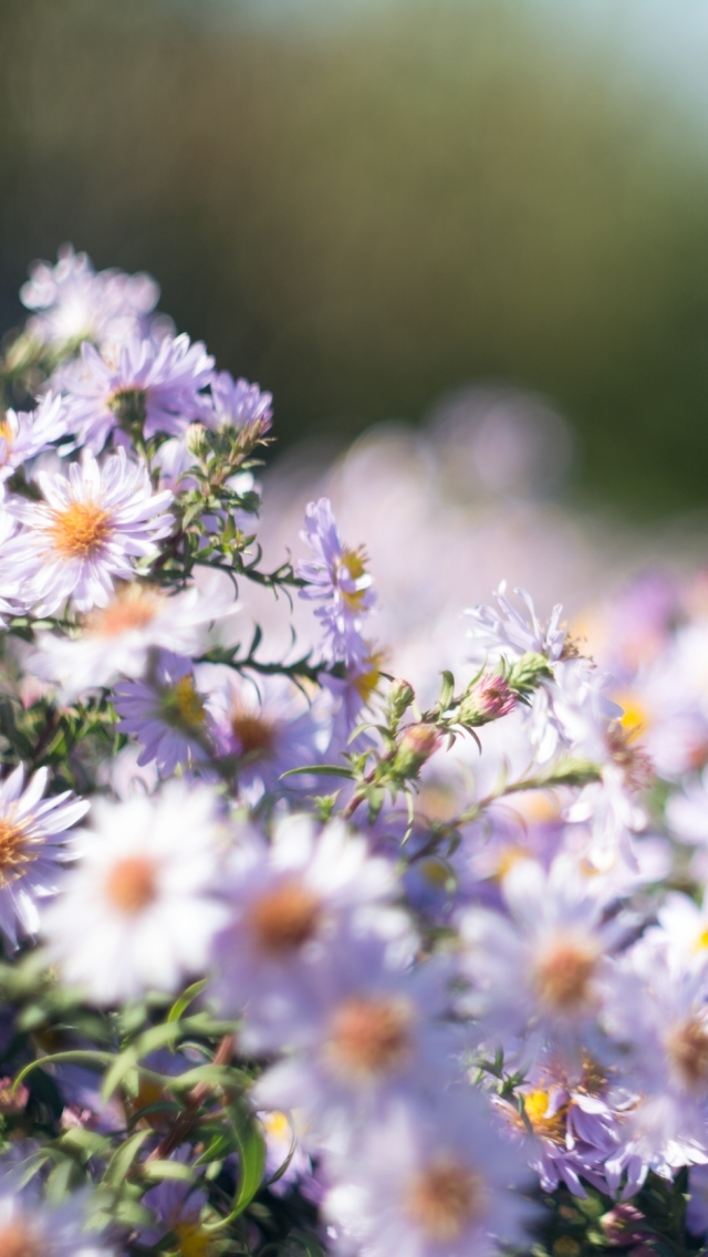 Download mobile wallpaper Flowers, Flower, Blur, Earth, Daisy, White Flower for free.