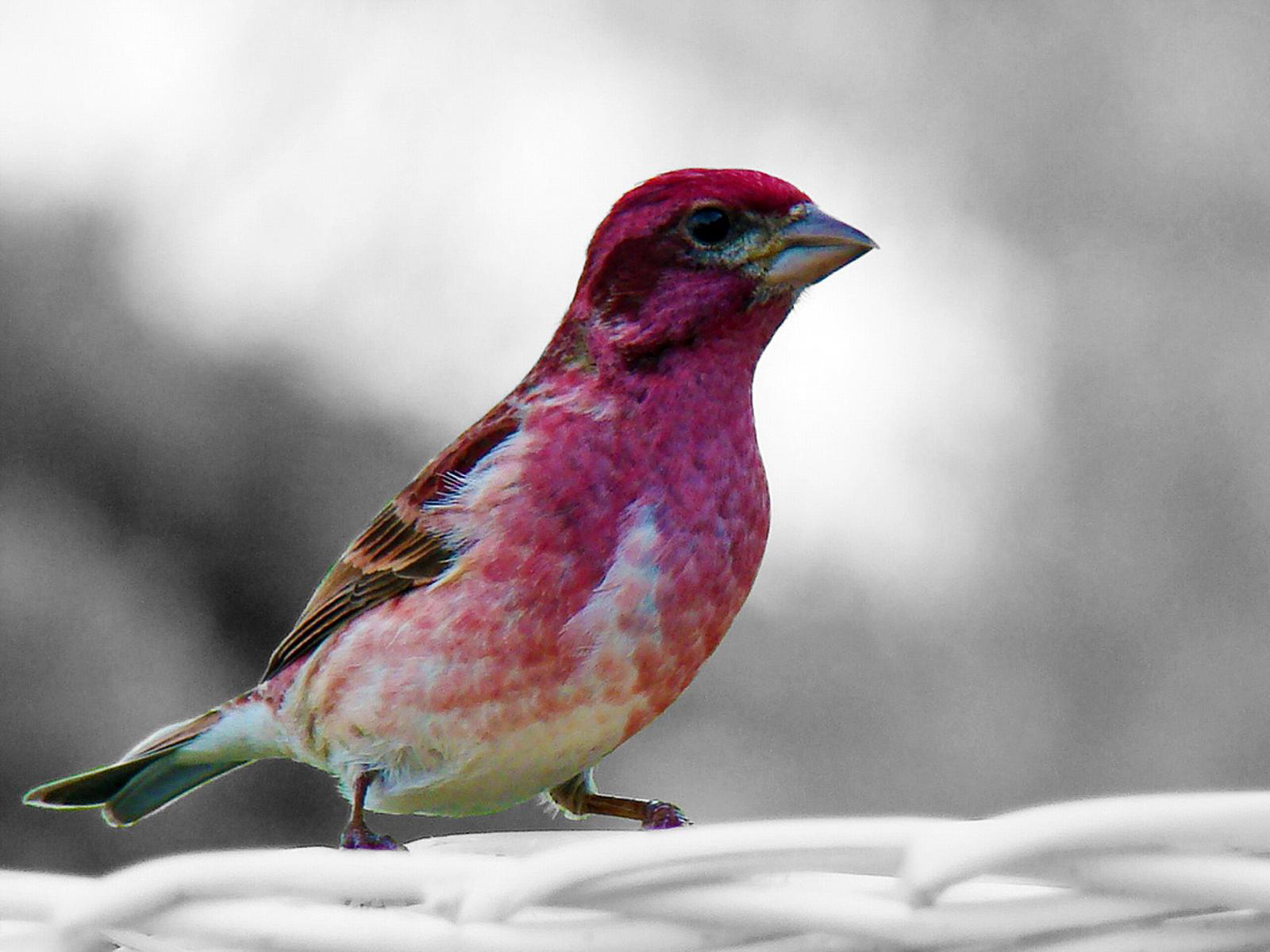 PCデスクトップに動物, 鳥画像を無料でダウンロード