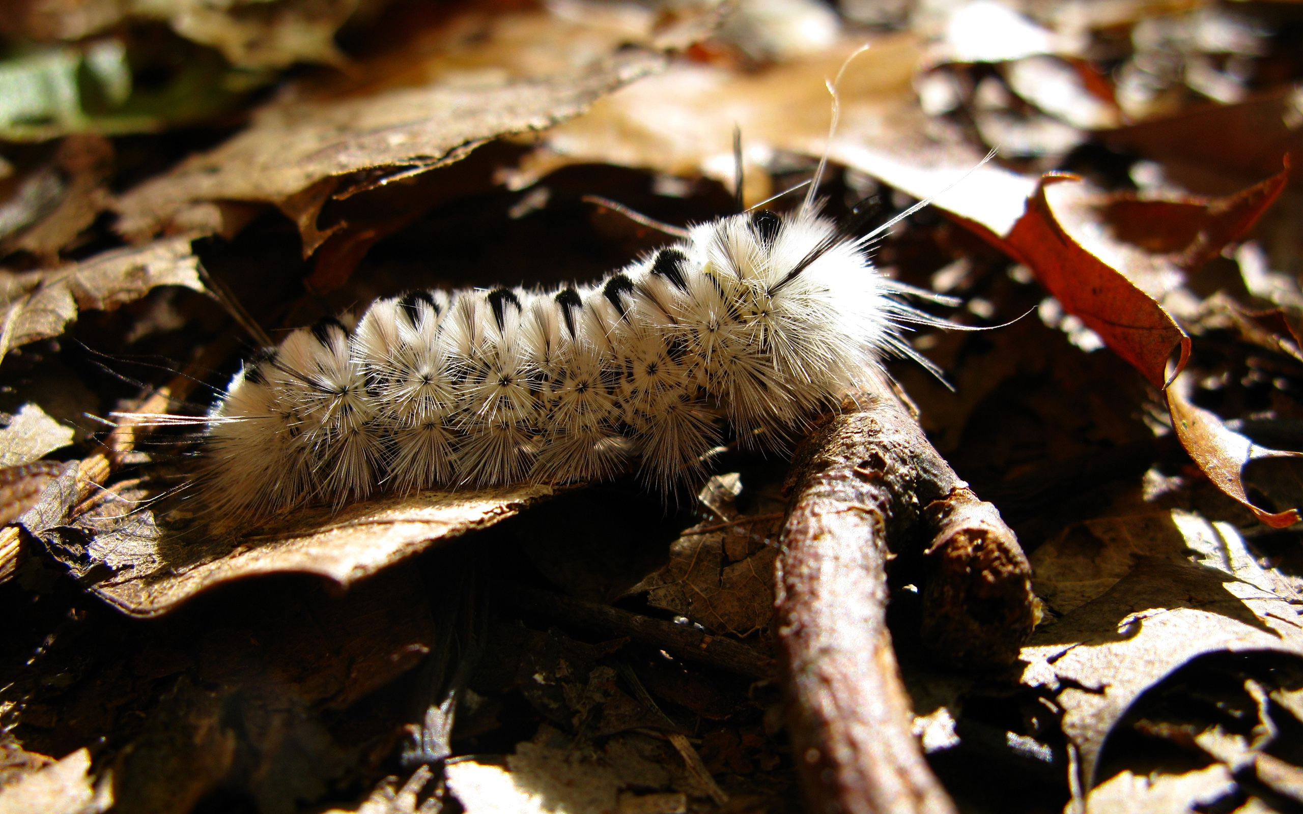 animal, insect, caterpillar, close up, macro