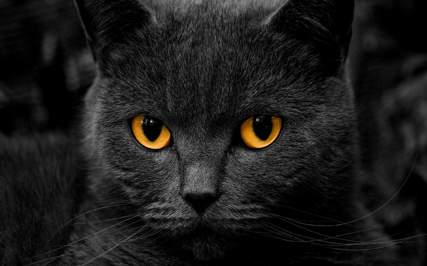 Download mobile wallpaper Cat, Animal for free.