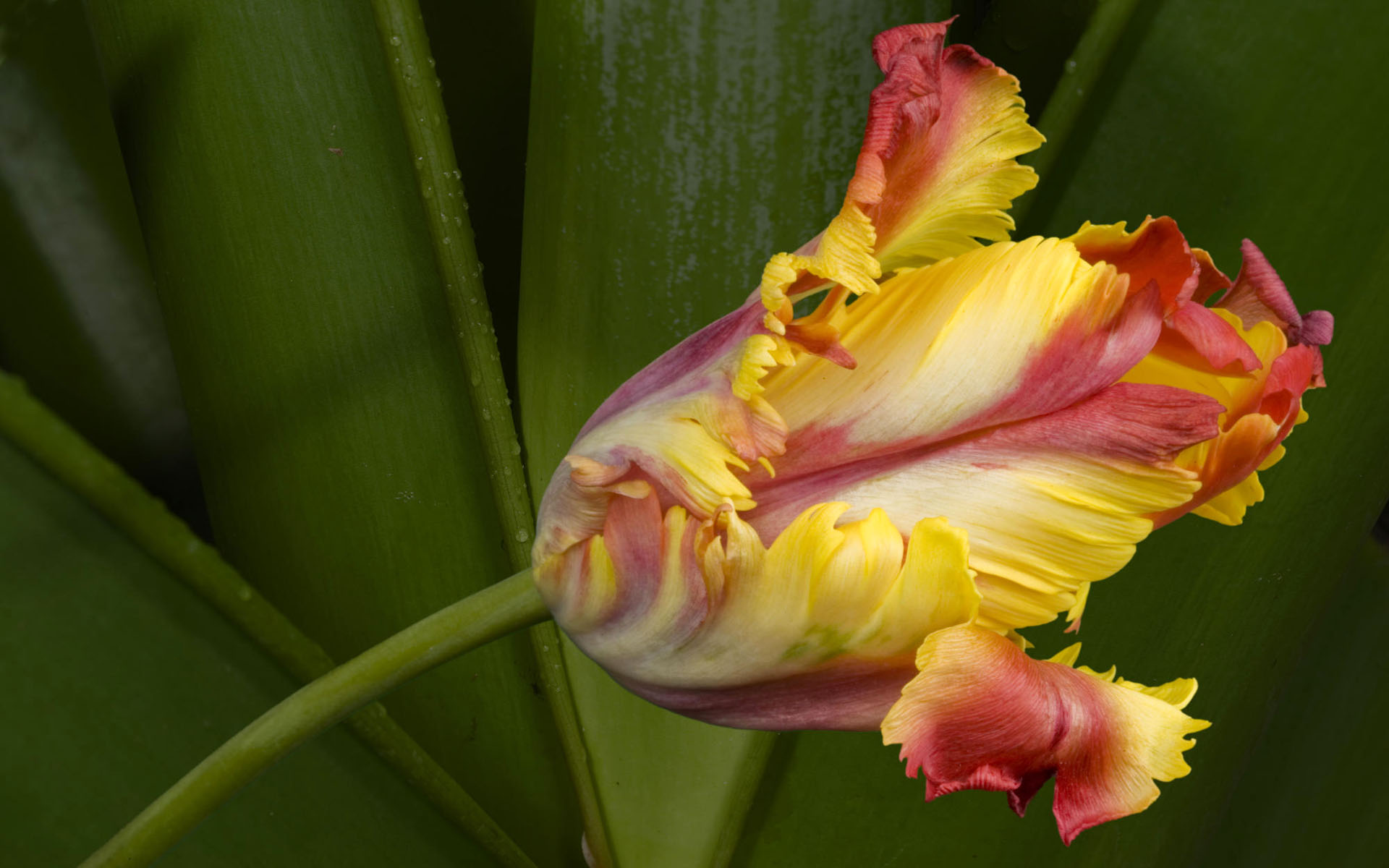 Handy-Wallpaper Tulpe, Blumen, Blume, Erde/natur kostenlos herunterladen.