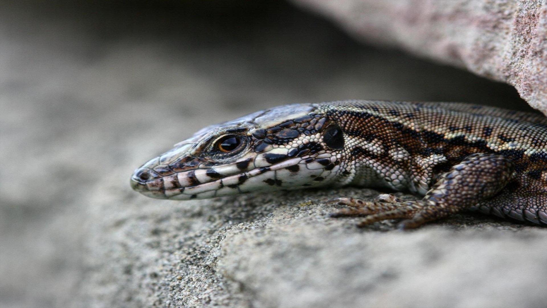 Baixe gratuitamente a imagem Animais, Lagarto, Répteis na área de trabalho do seu PC