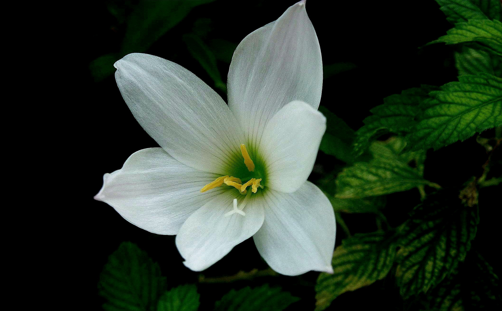 Téléchargez gratuitement l'image Fleurs, Fleur, Fermer, Terre/nature sur le bureau de votre PC