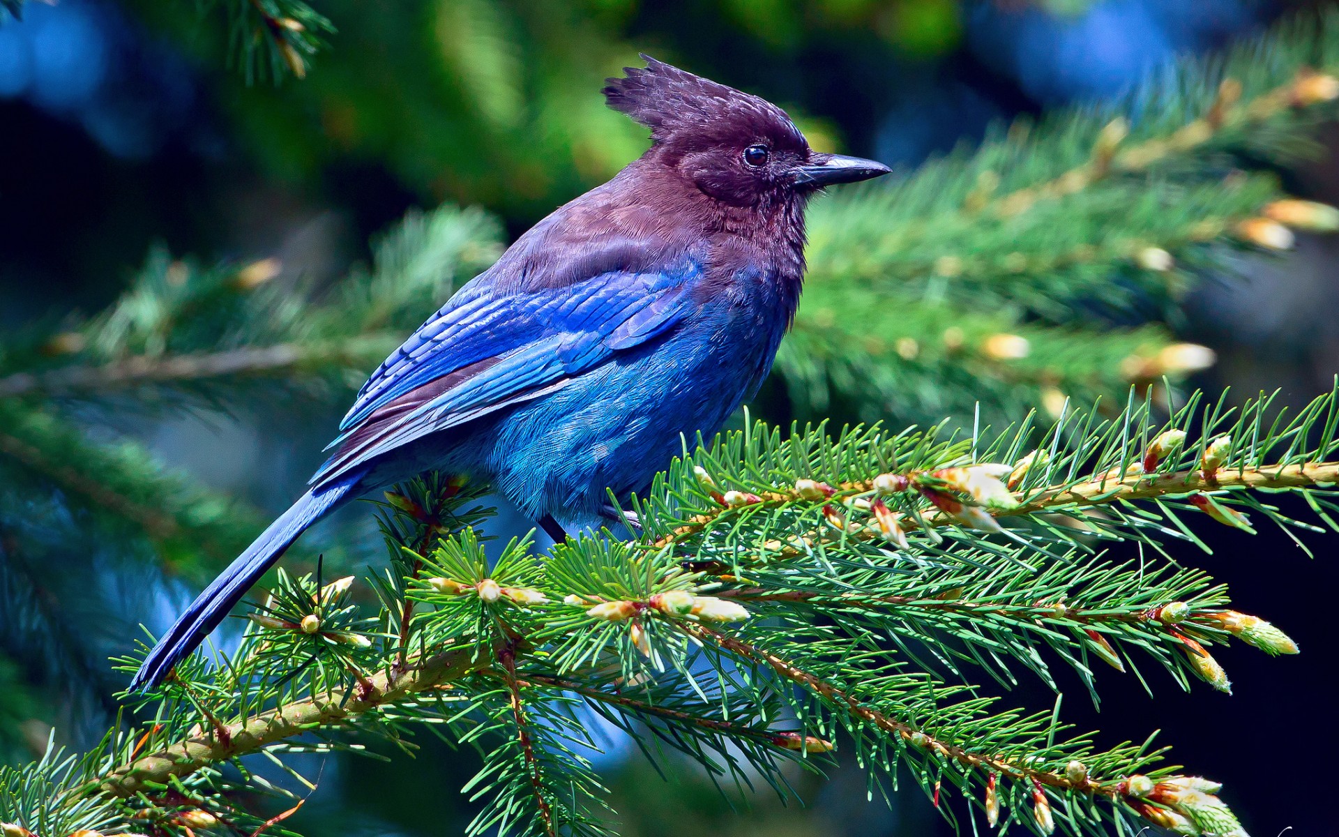 Téléchargez des papiers peints mobile Animaux, Oiseau, Des Oiseaux gratuitement.