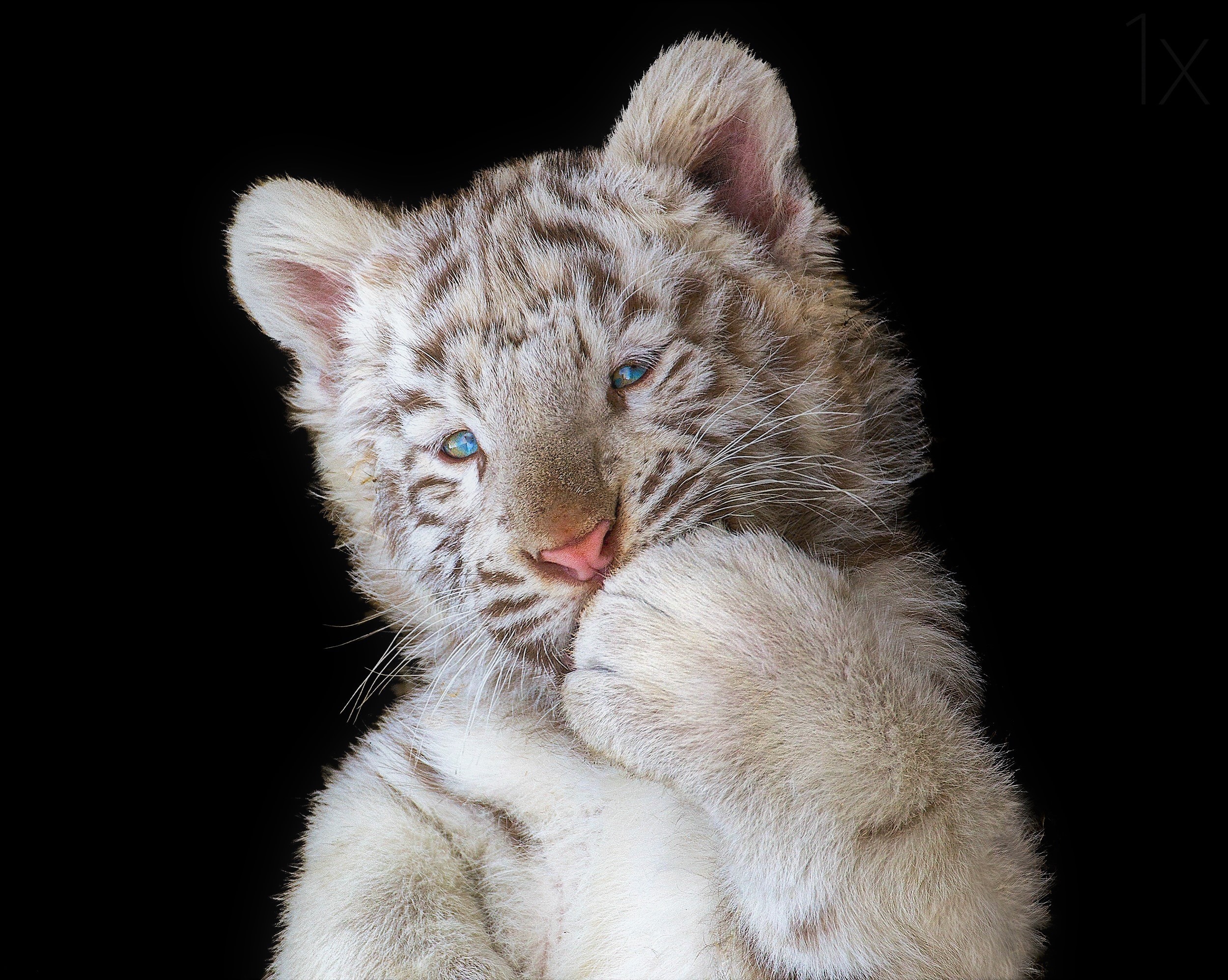 Download mobile wallpaper Cats, Animal, Cute, White Tiger, Baby Animal, Cub for free.