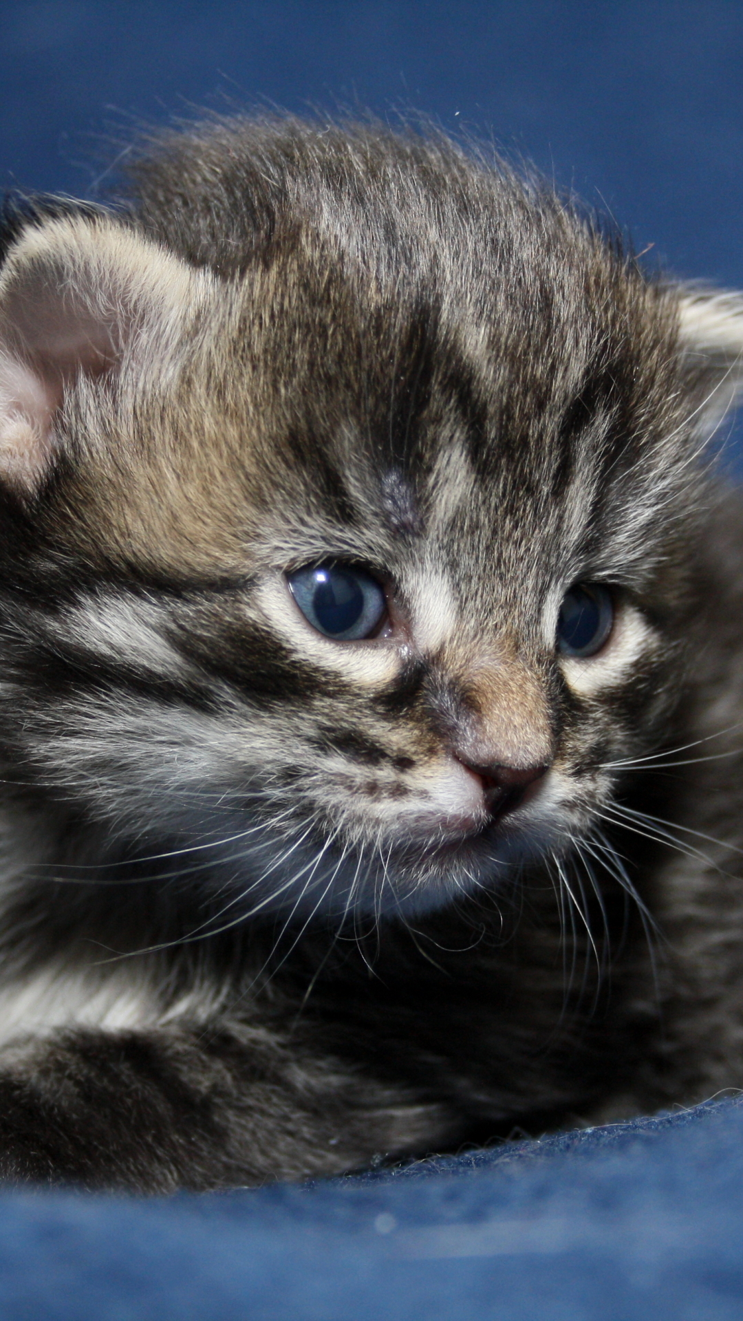 無料モバイル壁紙動物, ネコ, 猫をダウンロードします。