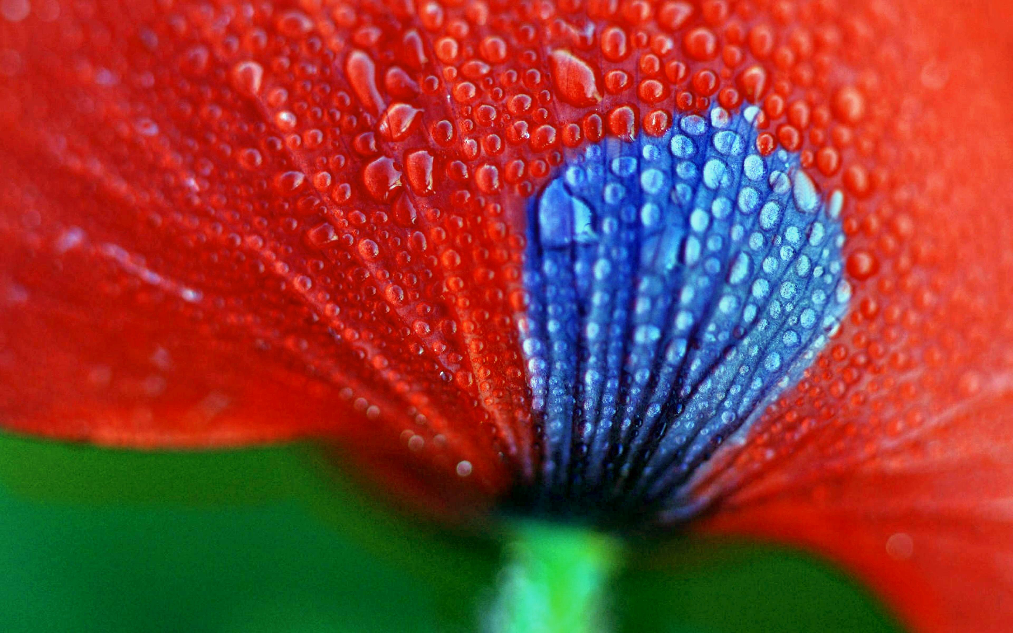 Téléchargez gratuitement l'image Fleur, Coloré, Pétale, Pastel, Terre/nature, Goutte D'eau sur le bureau de votre PC