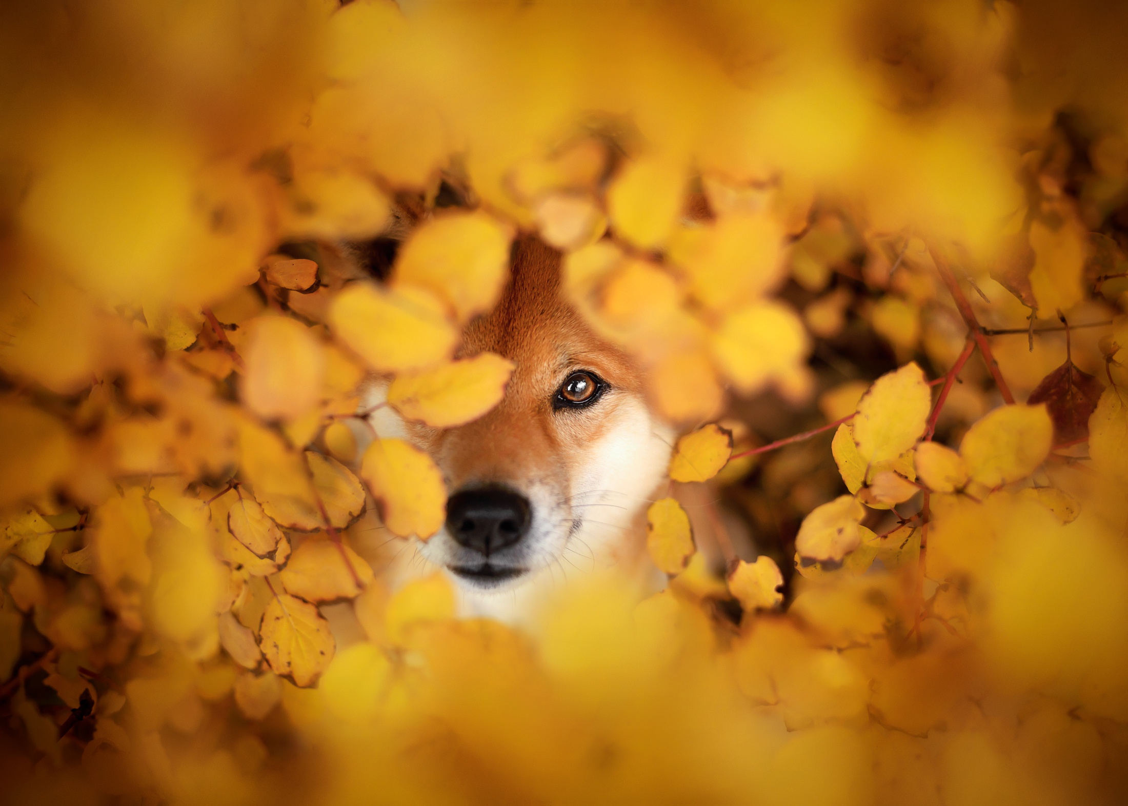 Free download wallpaper Dogs, Animal, Shiba Inu on your PC desktop