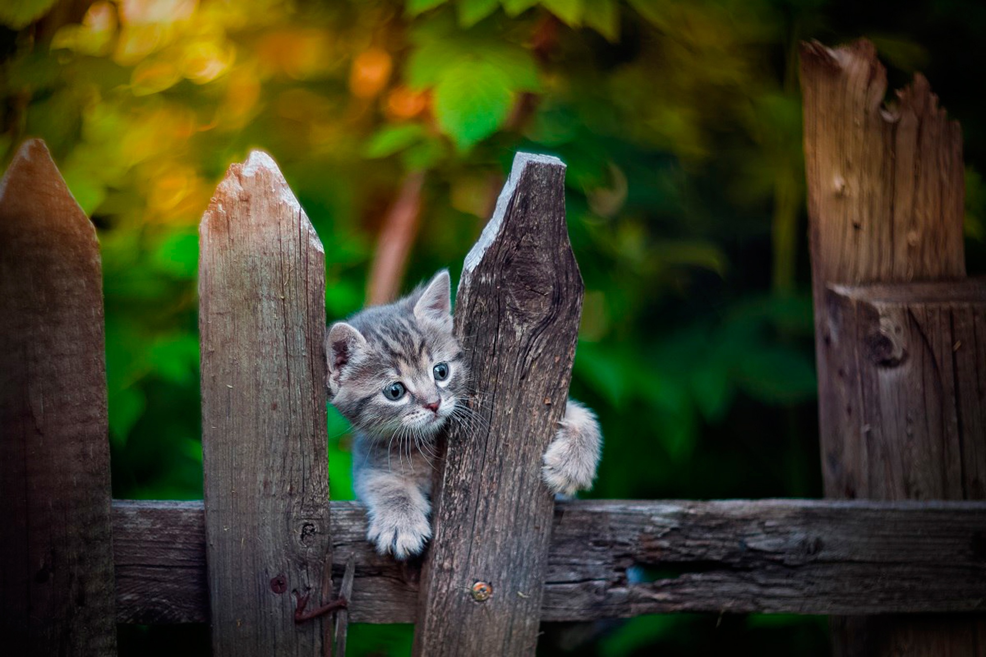 Baixar papel de parede para celular de Animais, Gatos, Gato, Gatinho, Animal Bebê gratuito.