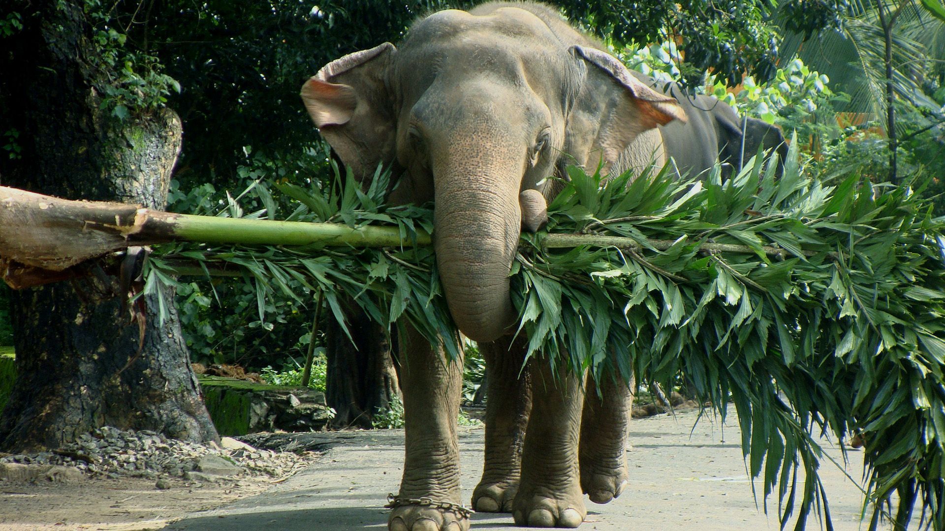312768 скачать обои животные, азиатский слон, слоны - заставки и картинки бесплатно