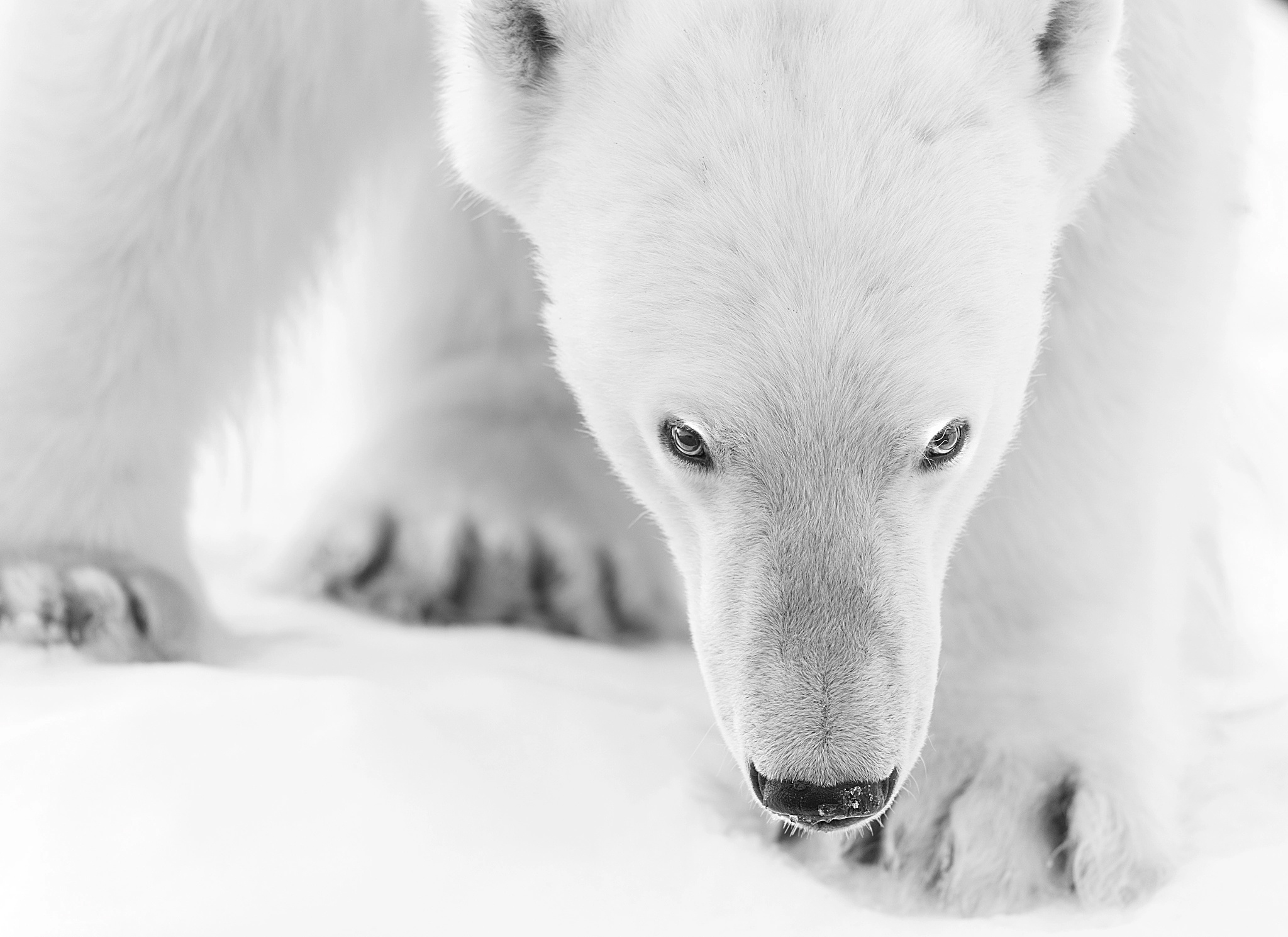 Download mobile wallpaper Bears, Monochrome, Animal, Polar Bear for free.