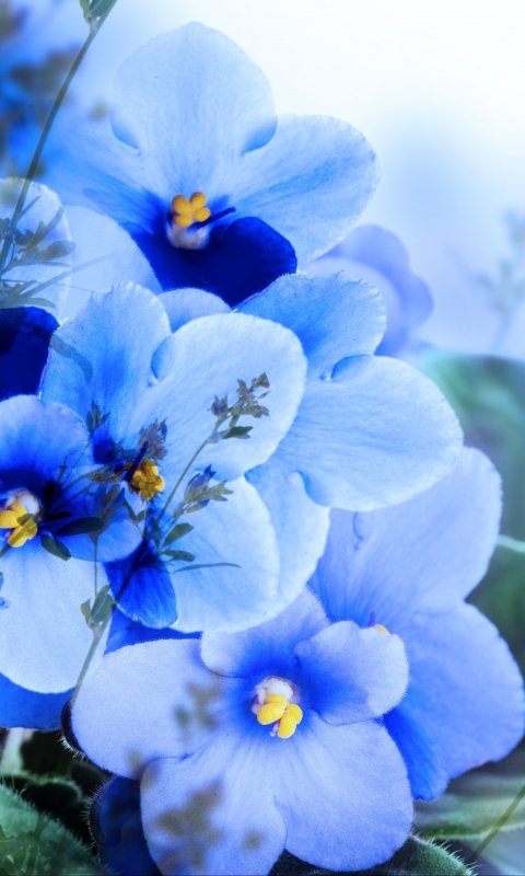 Descarga gratuita de fondo de pantalla para móvil de Flores, Flor, Tierra/naturaleza.