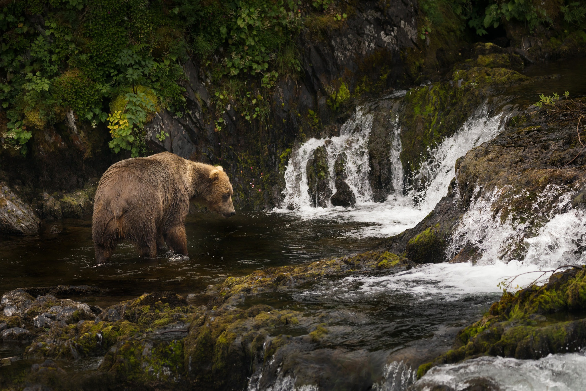 Скачать картинку Животные, Река, Медведи, Медведь в телефон бесплатно.