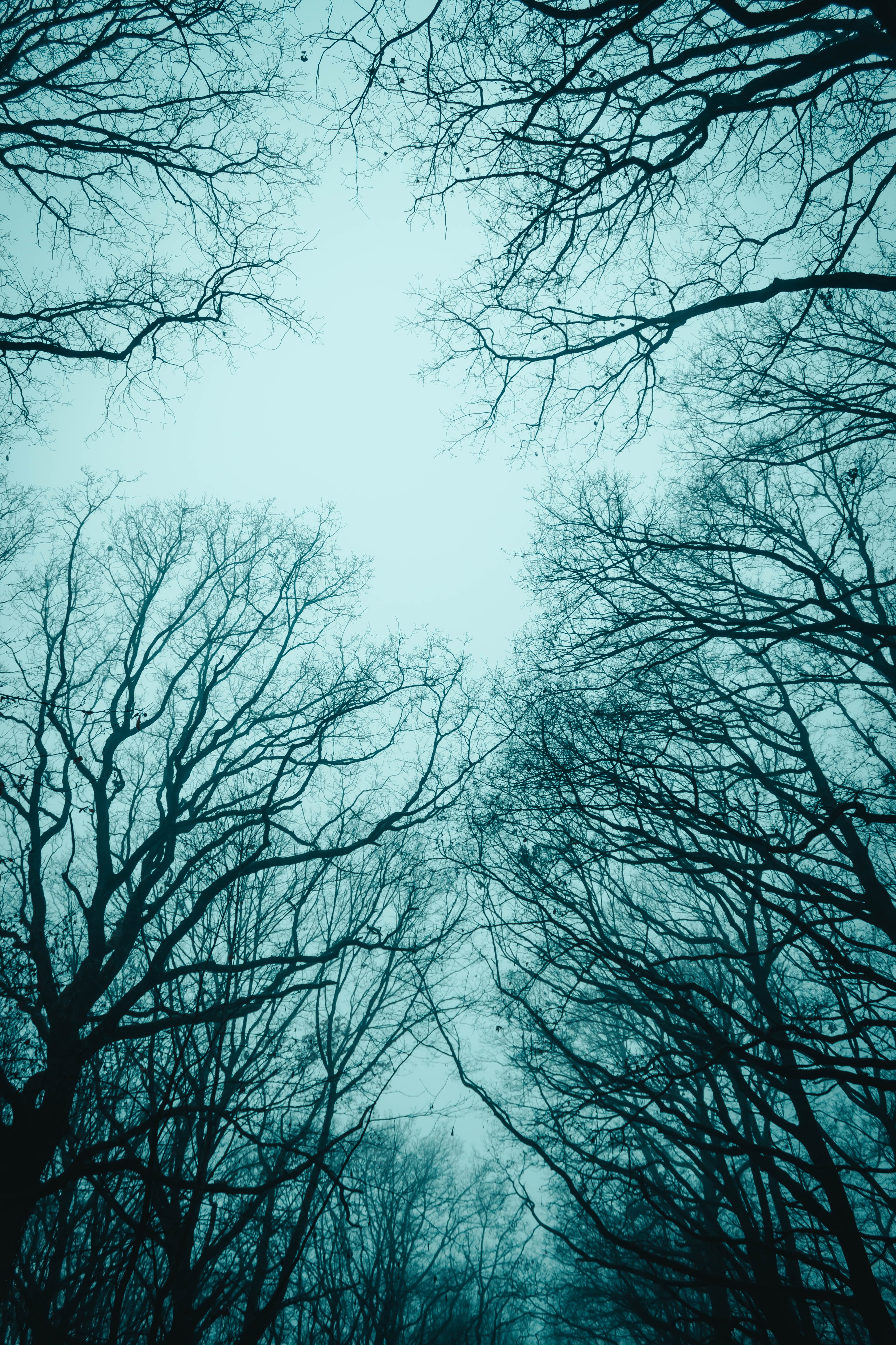 Laden Sie das Natur, Nebel, Geäst, Zweige, Bäume, Sky, Herbst-Bild kostenlos auf Ihren PC-Desktop herunter