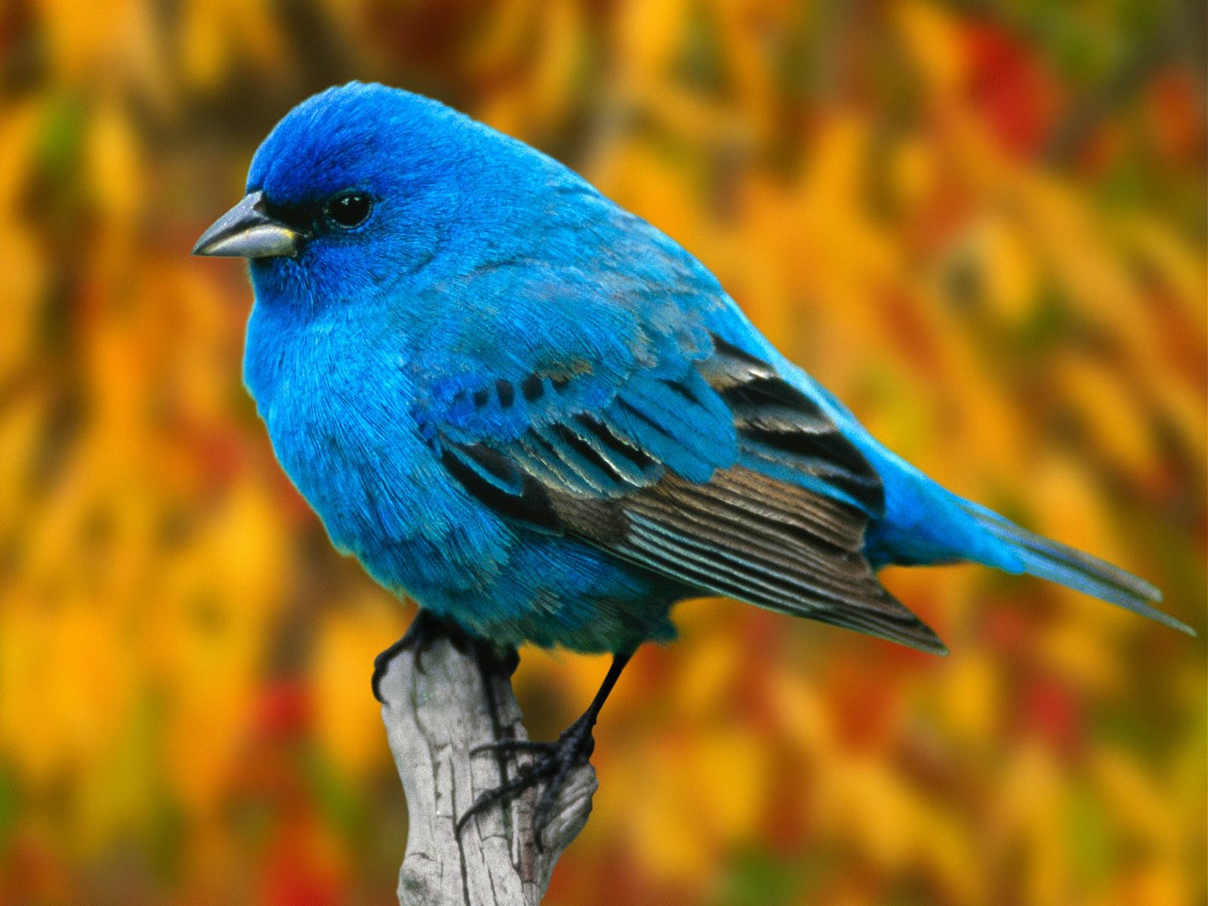 107626 скачать обои животные, птица, ветка, синяя - заставки и картинки бесплатно
