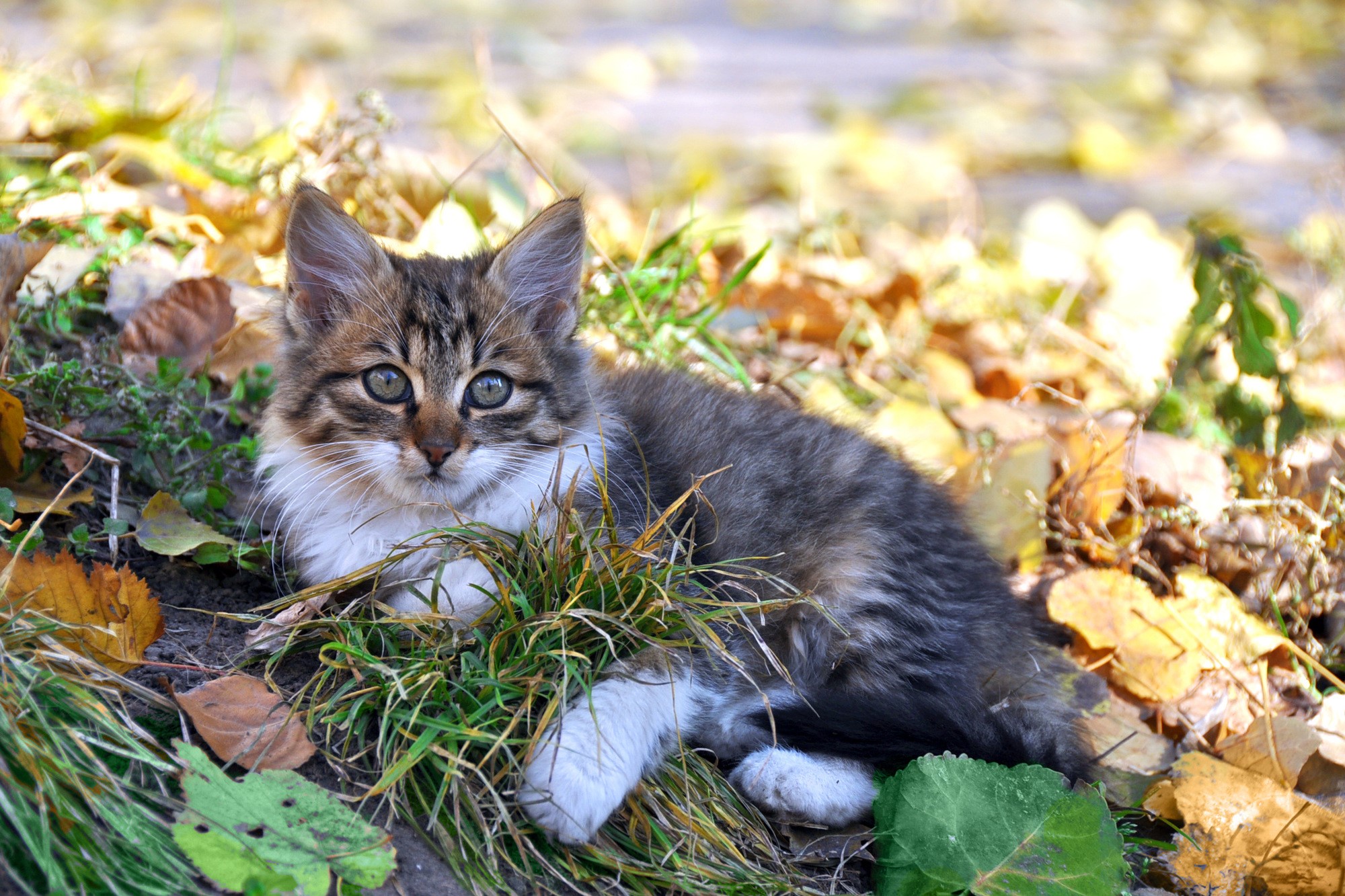 Download mobile wallpaper Cats, Cat, Kitten, Leaf, Fall, Animal, Cute for free.