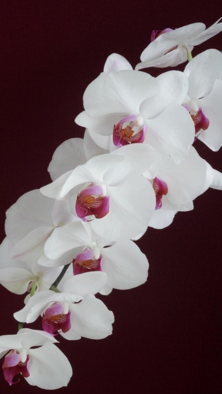 無料モバイル壁紙自然, フラワーズ, 花, ブランチ, 地球, 蘭, 白い花をダウンロードします。