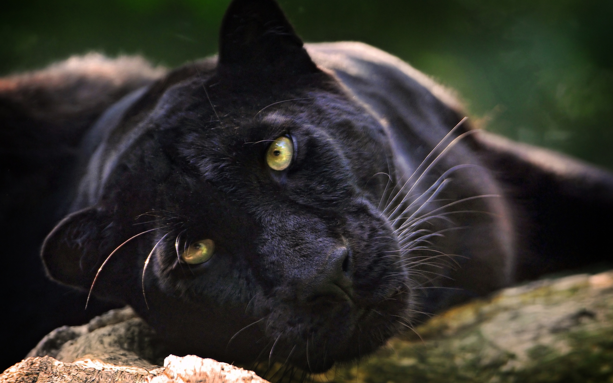 294075 Bild herunterladen schwarzer panther, tiere, katzen - Hintergrundbilder und Bildschirmschoner kostenlos