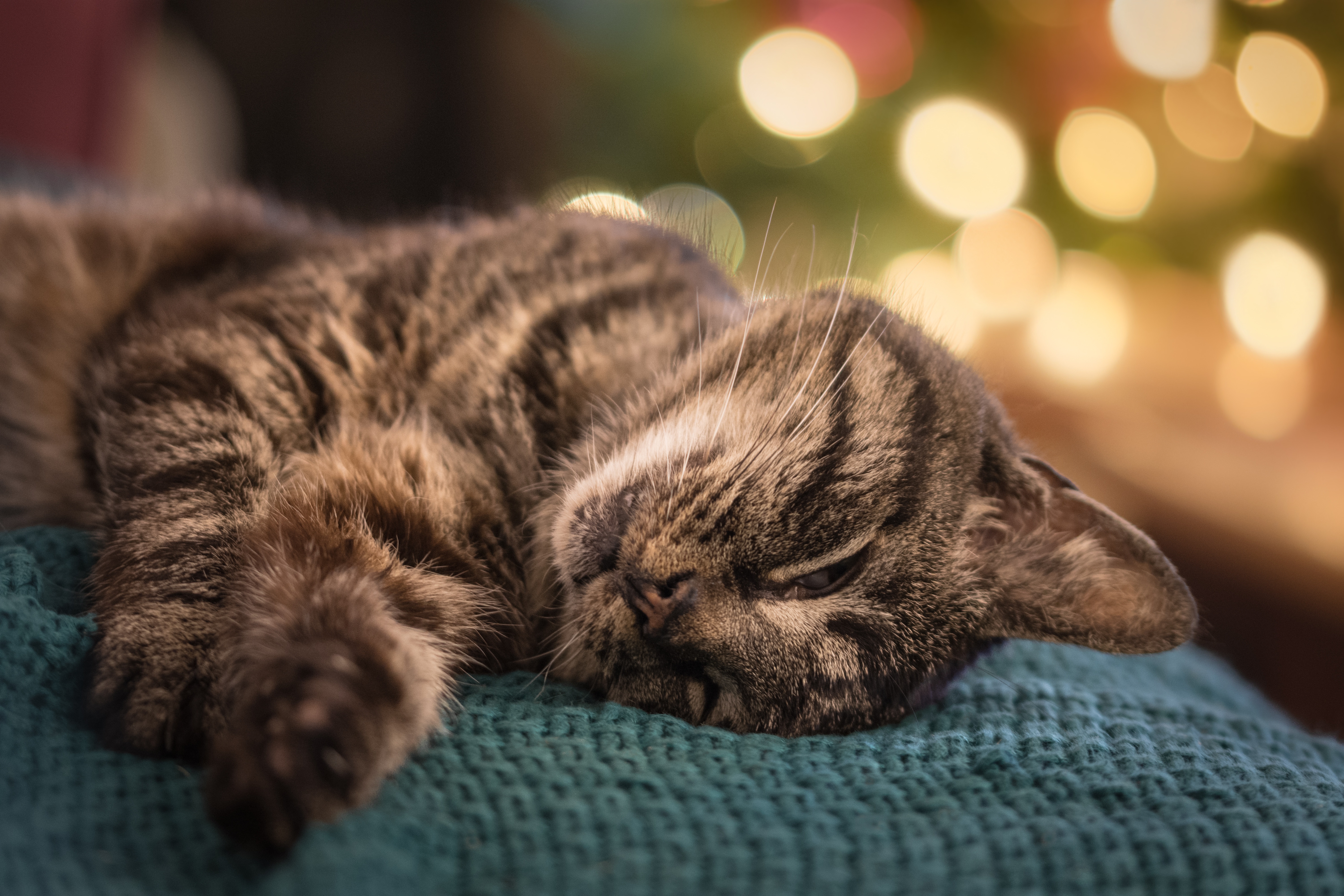 Download mobile wallpaper Cats, Cat, Animal, Sleeping for free.