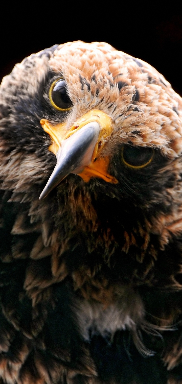 Handy-Wallpaper Tiere, Vögel, Vogel, Adler kostenlos herunterladen.