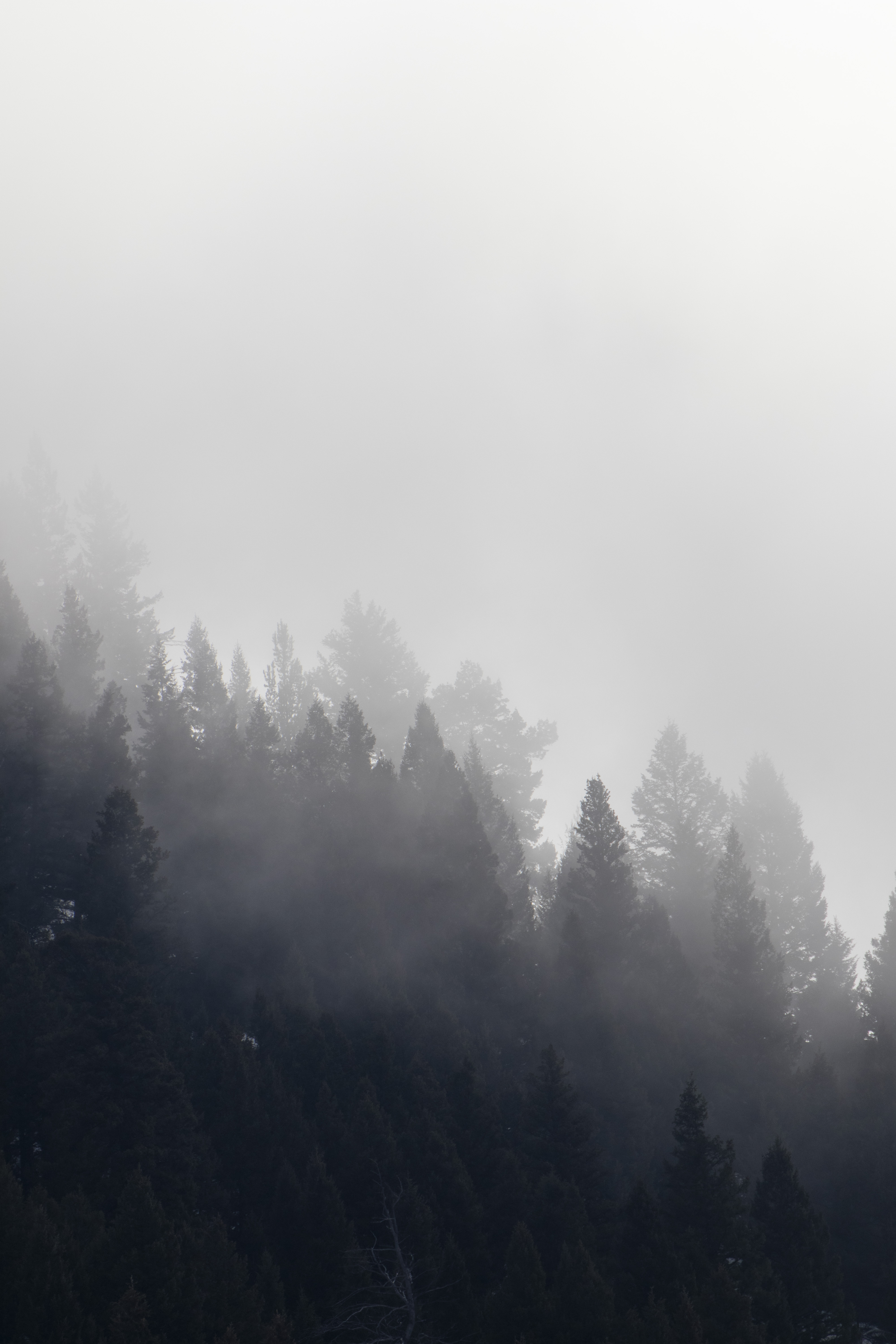 Handy-Wallpaper Bäume, Wald, Nebel, Cloud, Natur, Wolke kostenlos herunterladen.
