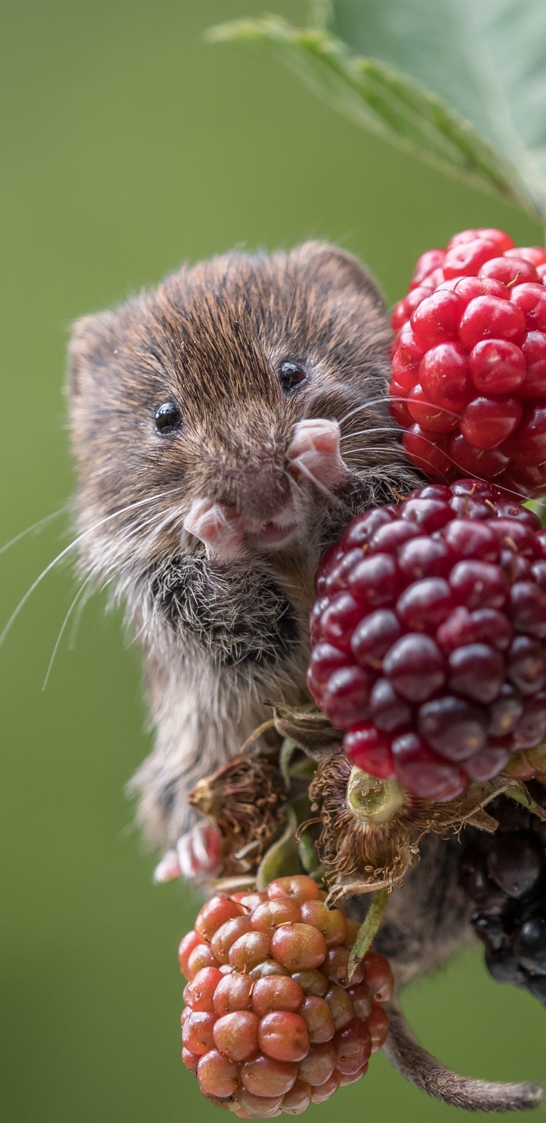 Download mobile wallpaper Raspberry, Berry, Animal, Mouse, Rodent for free.