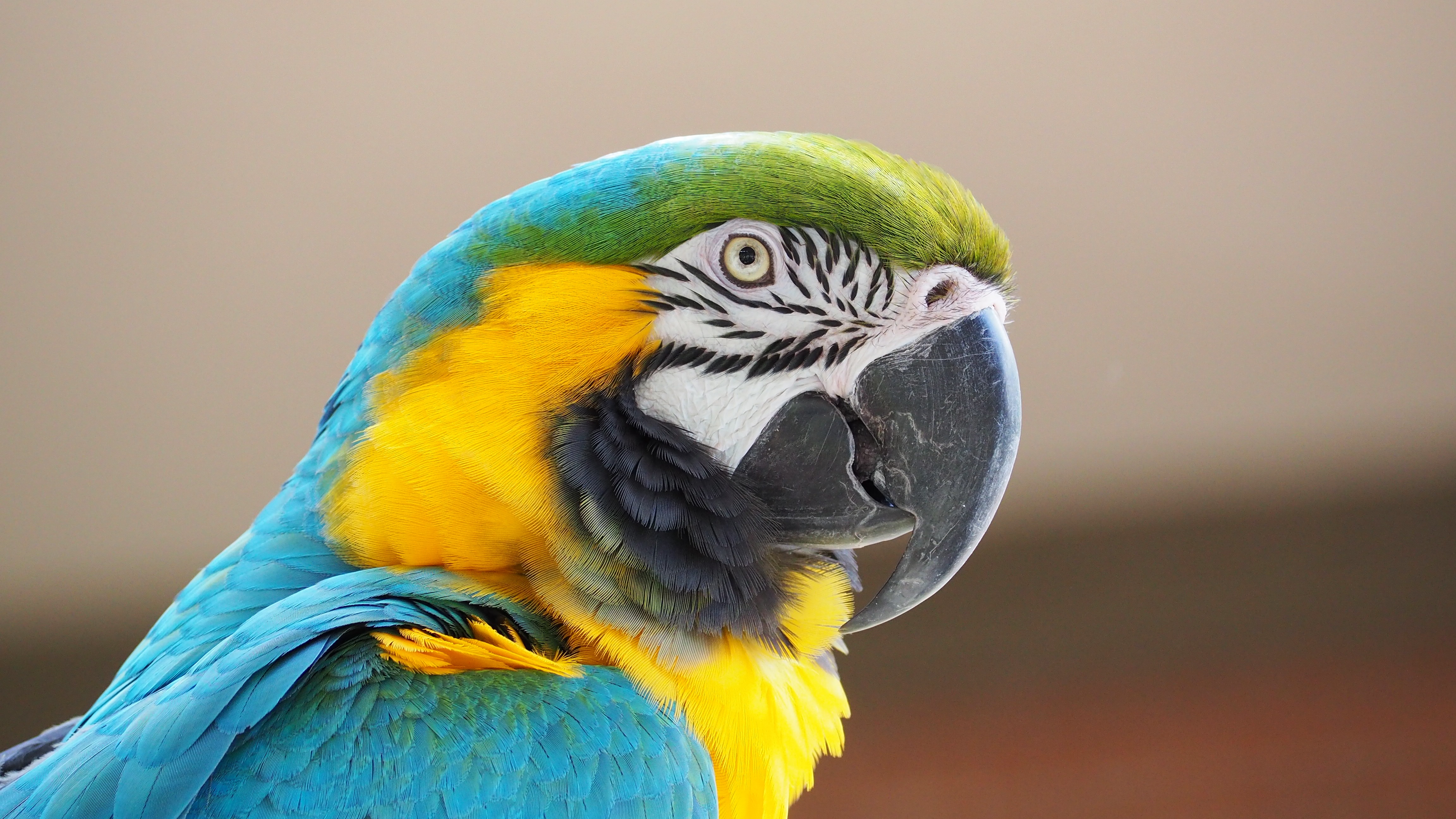 Descarga gratis la imagen Animales, De Cerca, Guacamayo, Aves, Ave, Loro, Guacamayo Azul Y Amarillo en el escritorio de tu PC