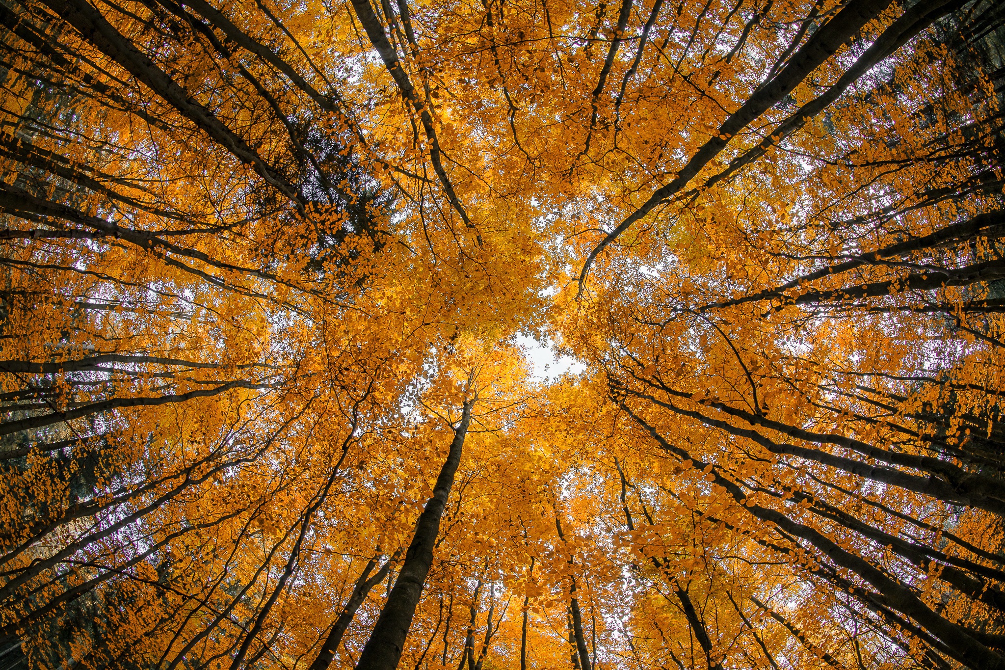 Скачать картинку Природа, Деревья, Осень, Лес, Дерево, Земля/природа, Верхушки Деревьев в телефон бесплатно.