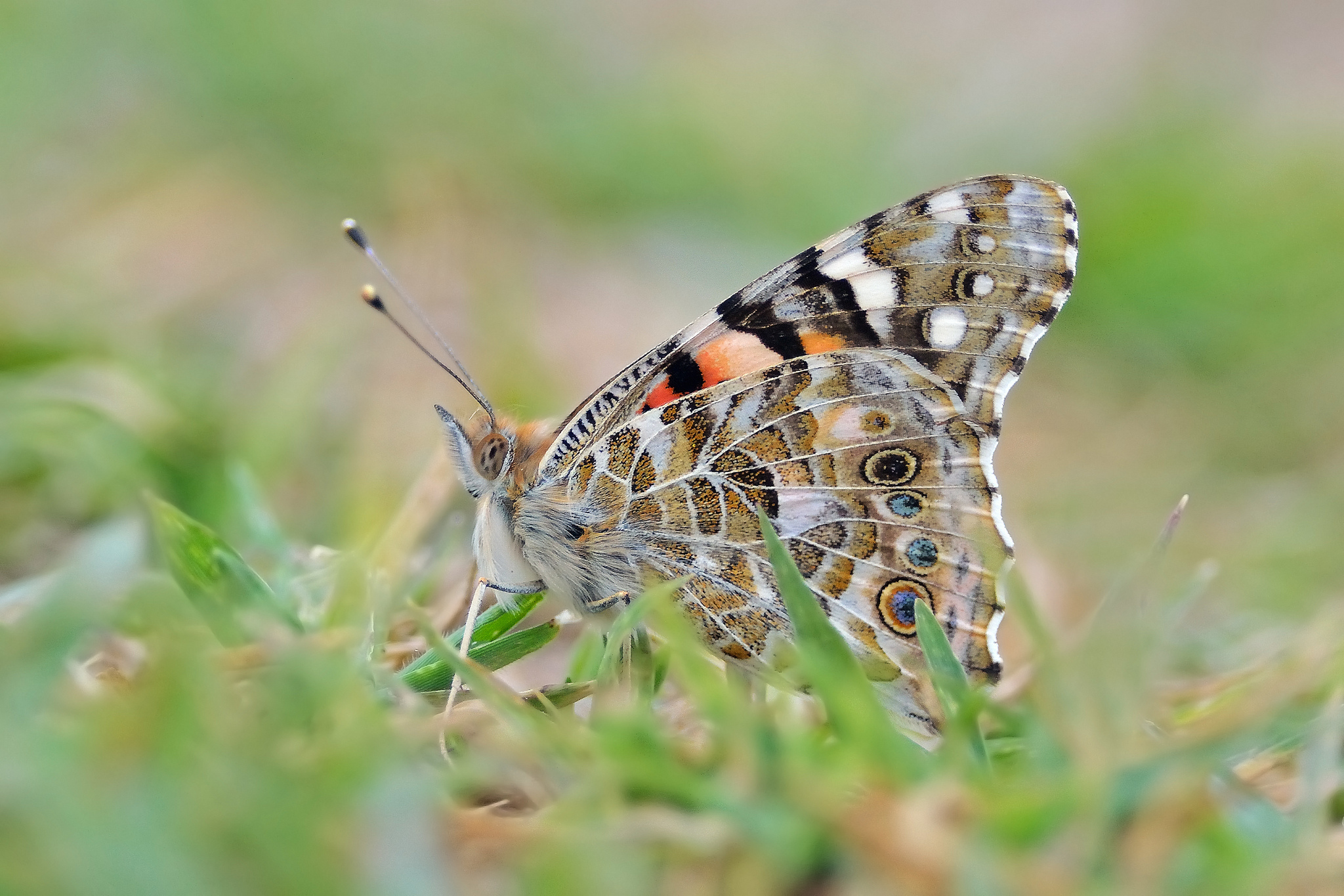 Download mobile wallpaper Butterfly, Animal for free.