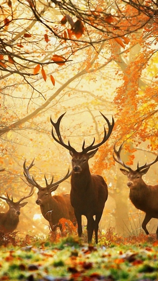 Download mobile wallpaper Animal, Deer for free.