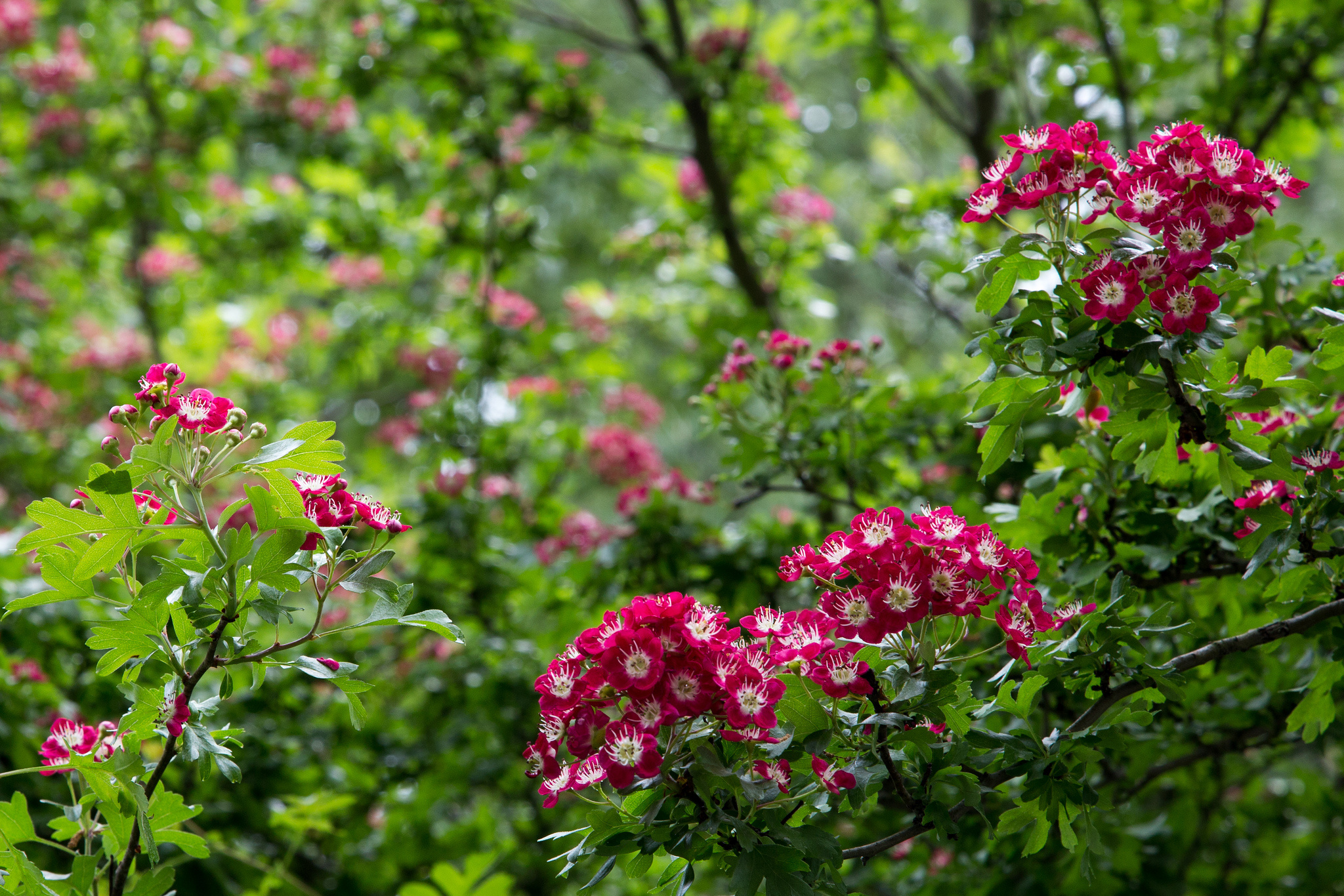 Baixe gratuitamente a imagem Flores, Flor, Terra/natureza na área de trabalho do seu PC