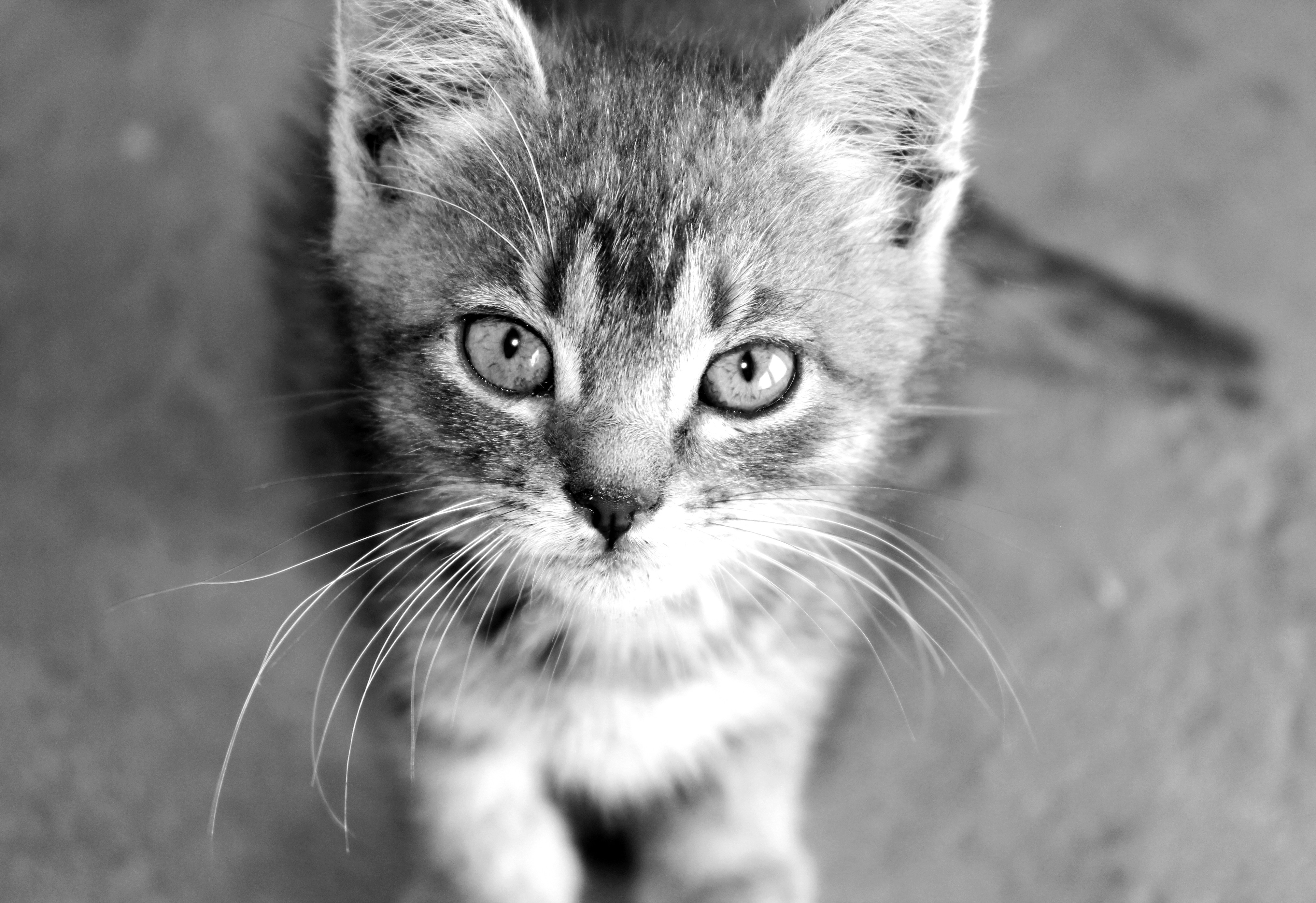 Download mobile wallpaper Cat, Cats, Animal for free.