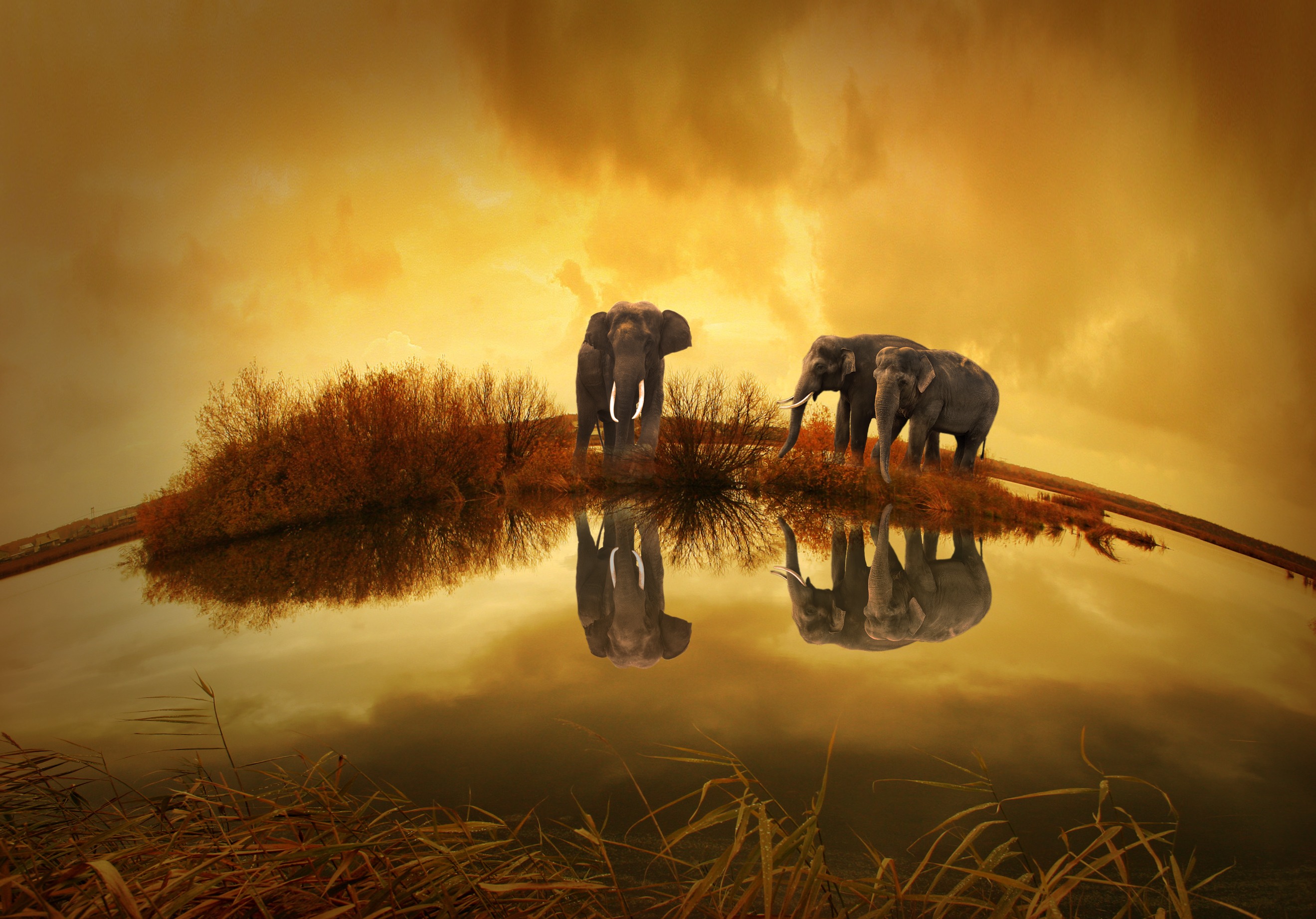 397929 Hintergrundbild herunterladen tiere, afrikanischer elefant, fischauge, spiegelung, sonnenuntergang, thailand, elefanten - Bildschirmschoner und Bilder kostenlos