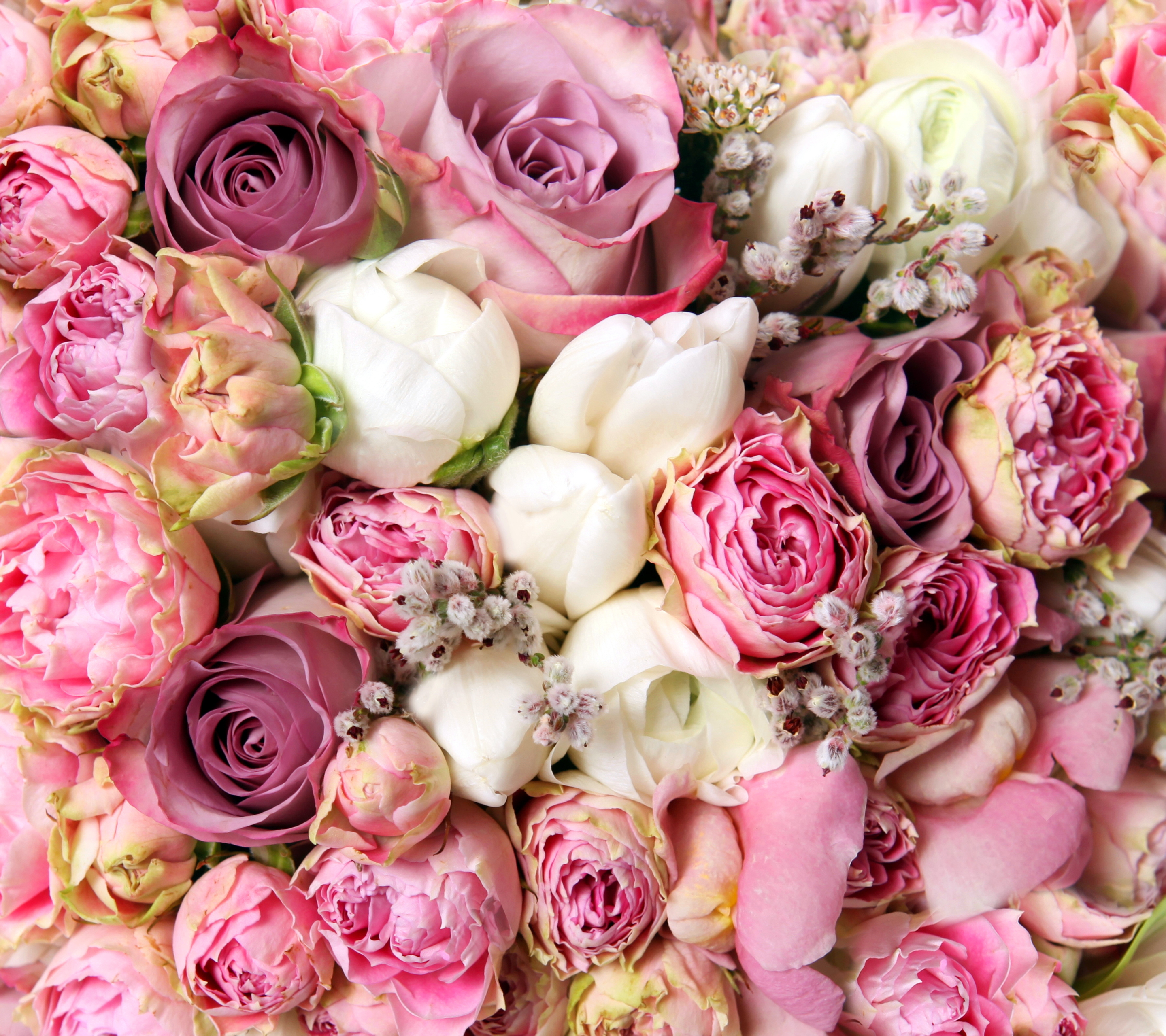 Free download wallpaper Flowers, Flower, Rose, Earth, White Flower, Pink Flower, Cabbage Rose on your PC desktop